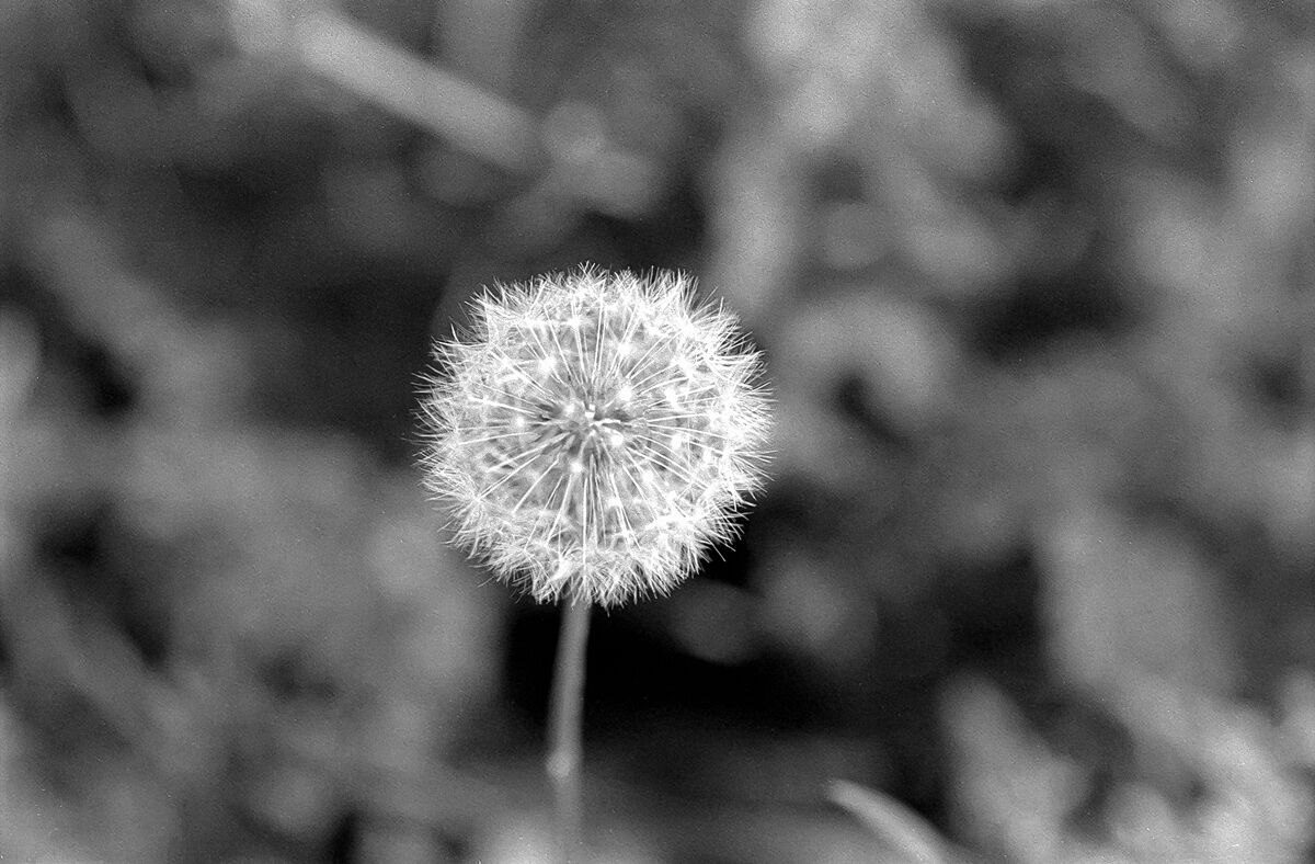 Dandelion