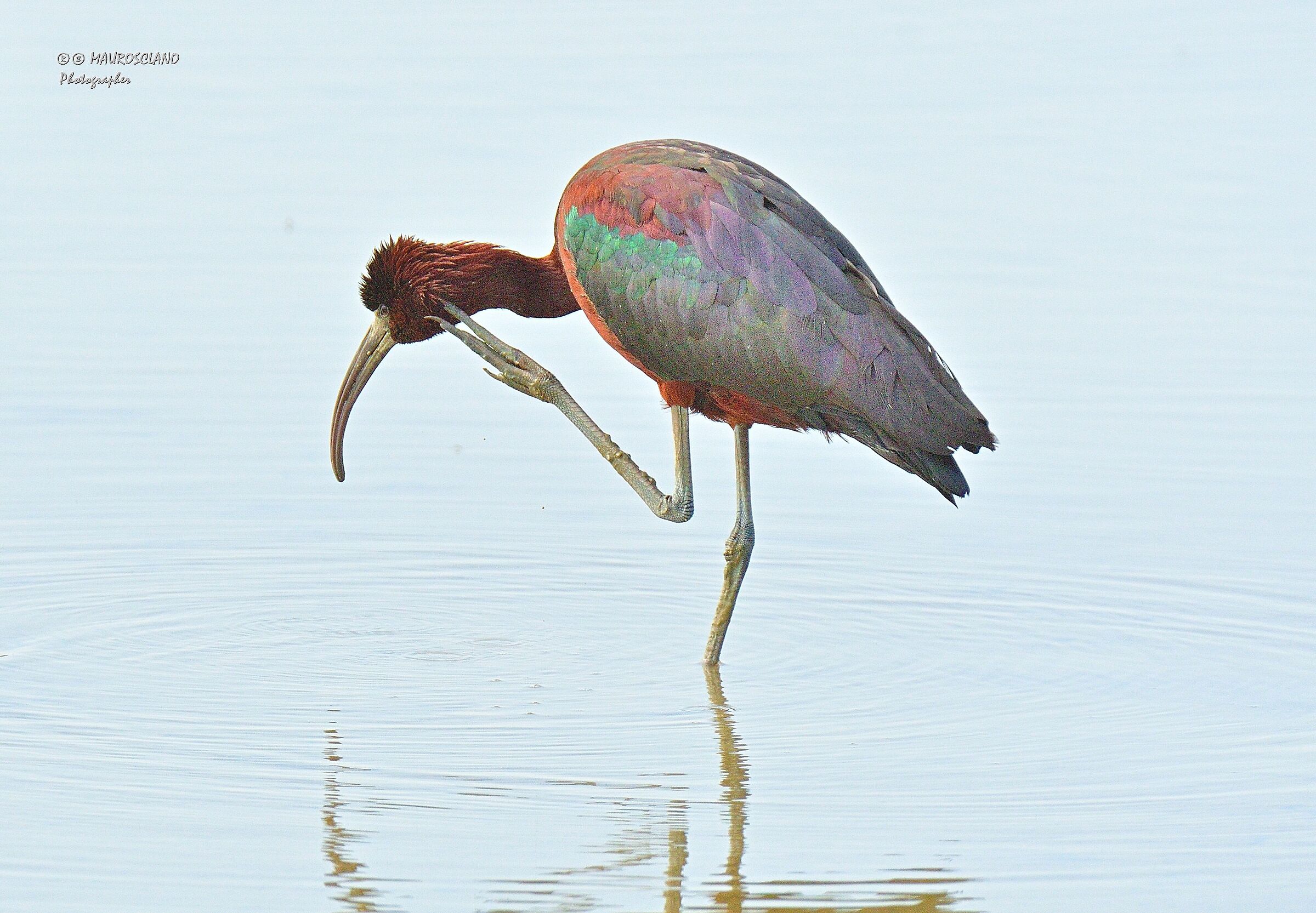 la grattatina del Mignattaio