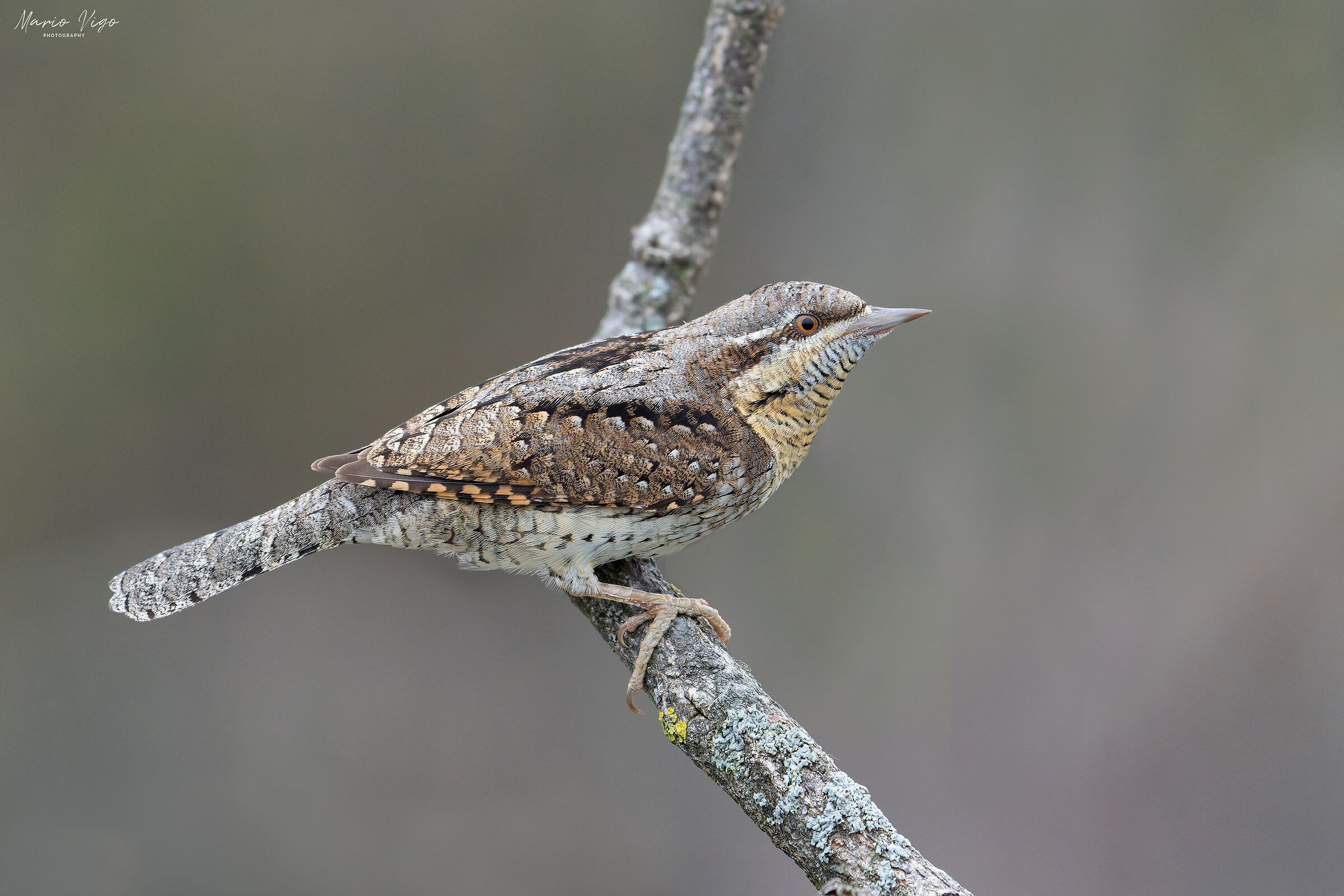 Wryneck