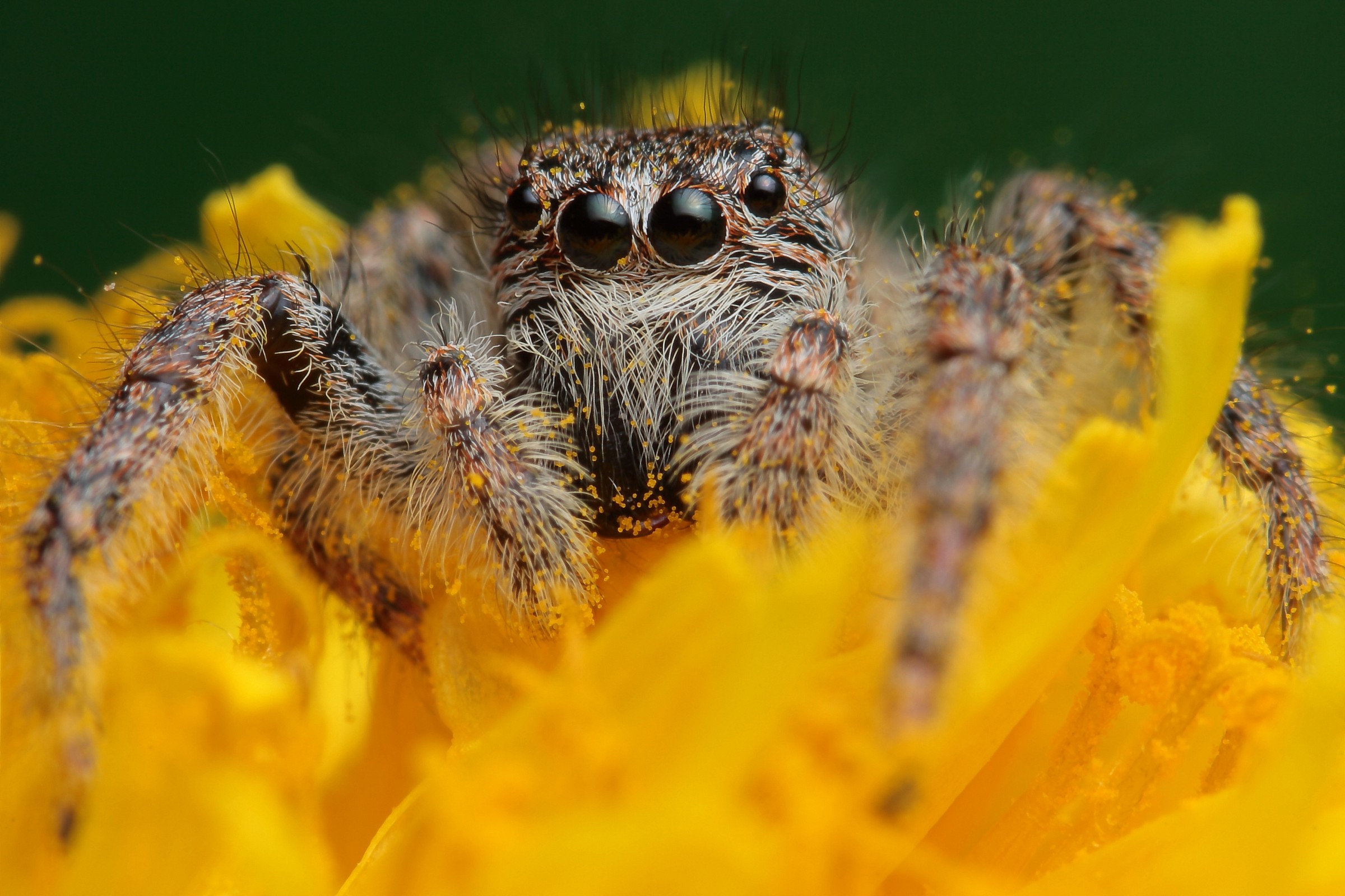 femmina di Philaeus chrysops su fiore di tarassaco