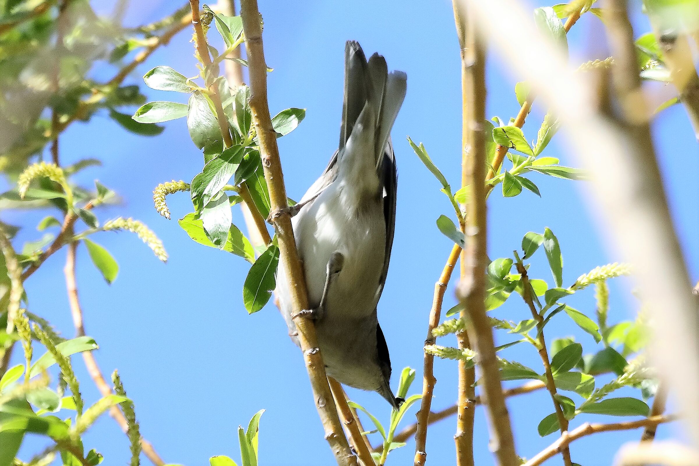 blackcap 10-04-2022