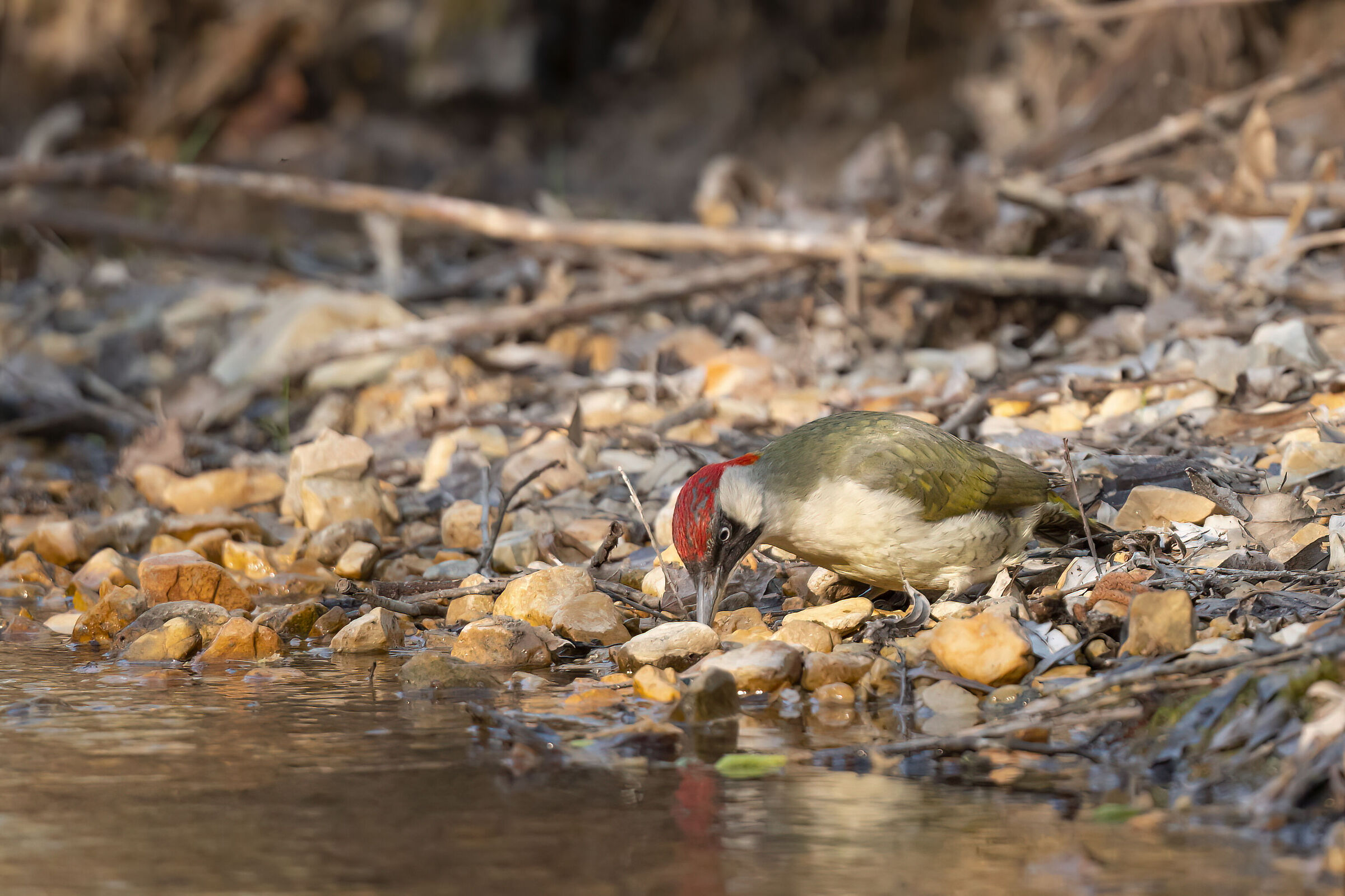 Green woodpecker with drinking