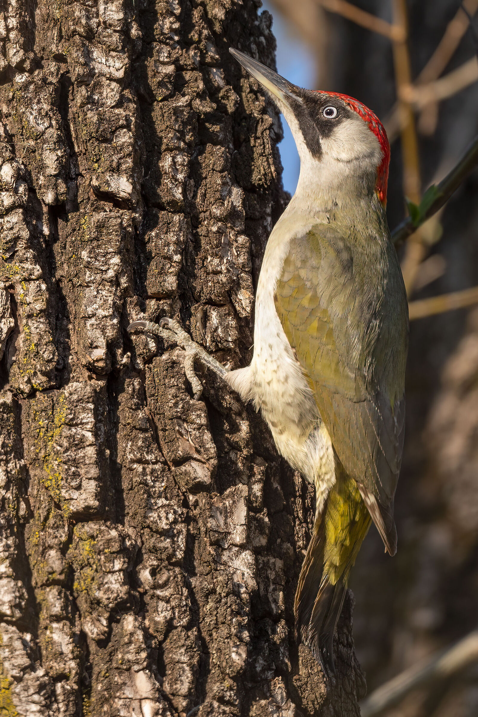 Female green woodpecker...... while waiting for the Martin