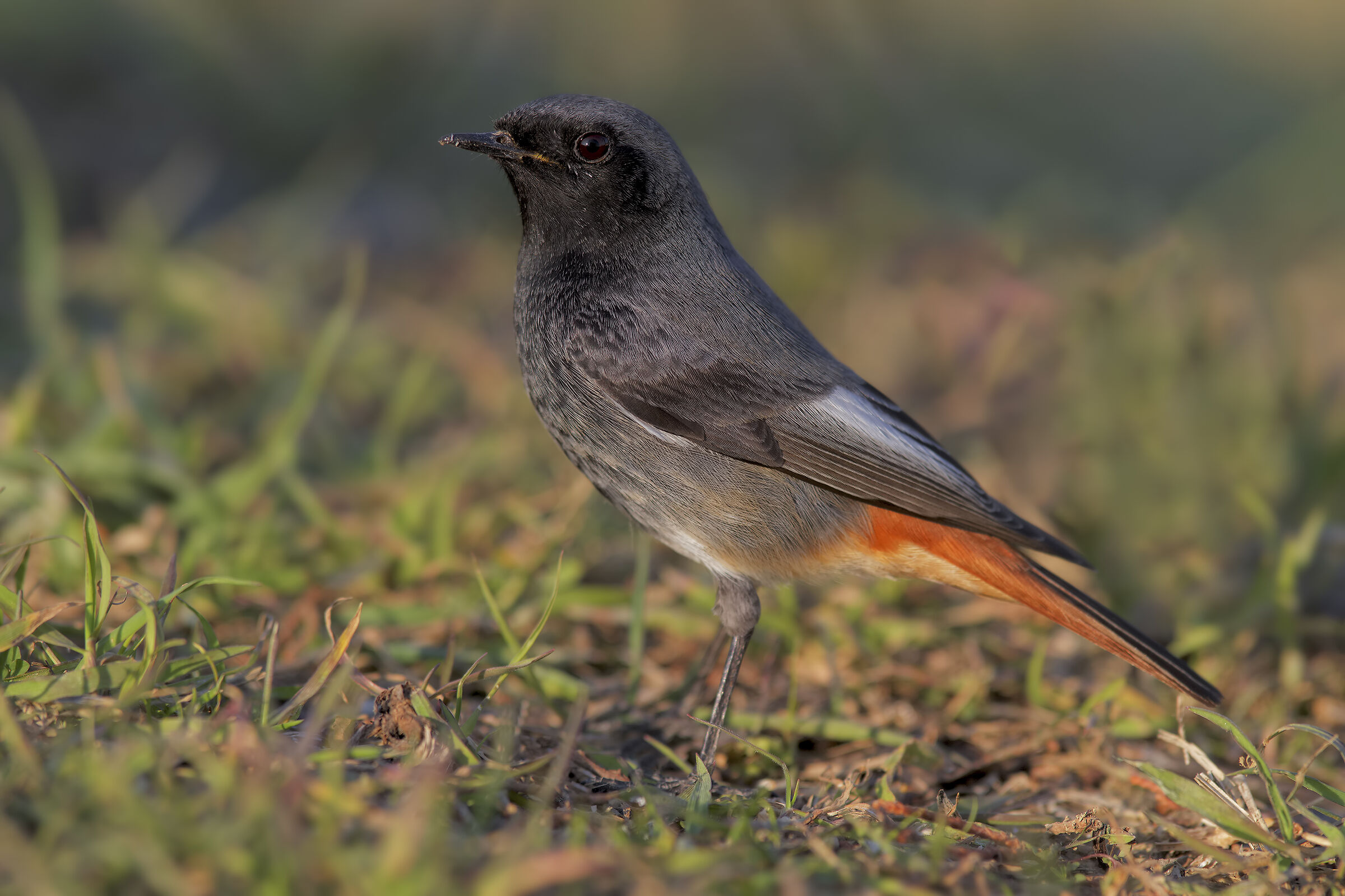 Codirosso spazzacamino