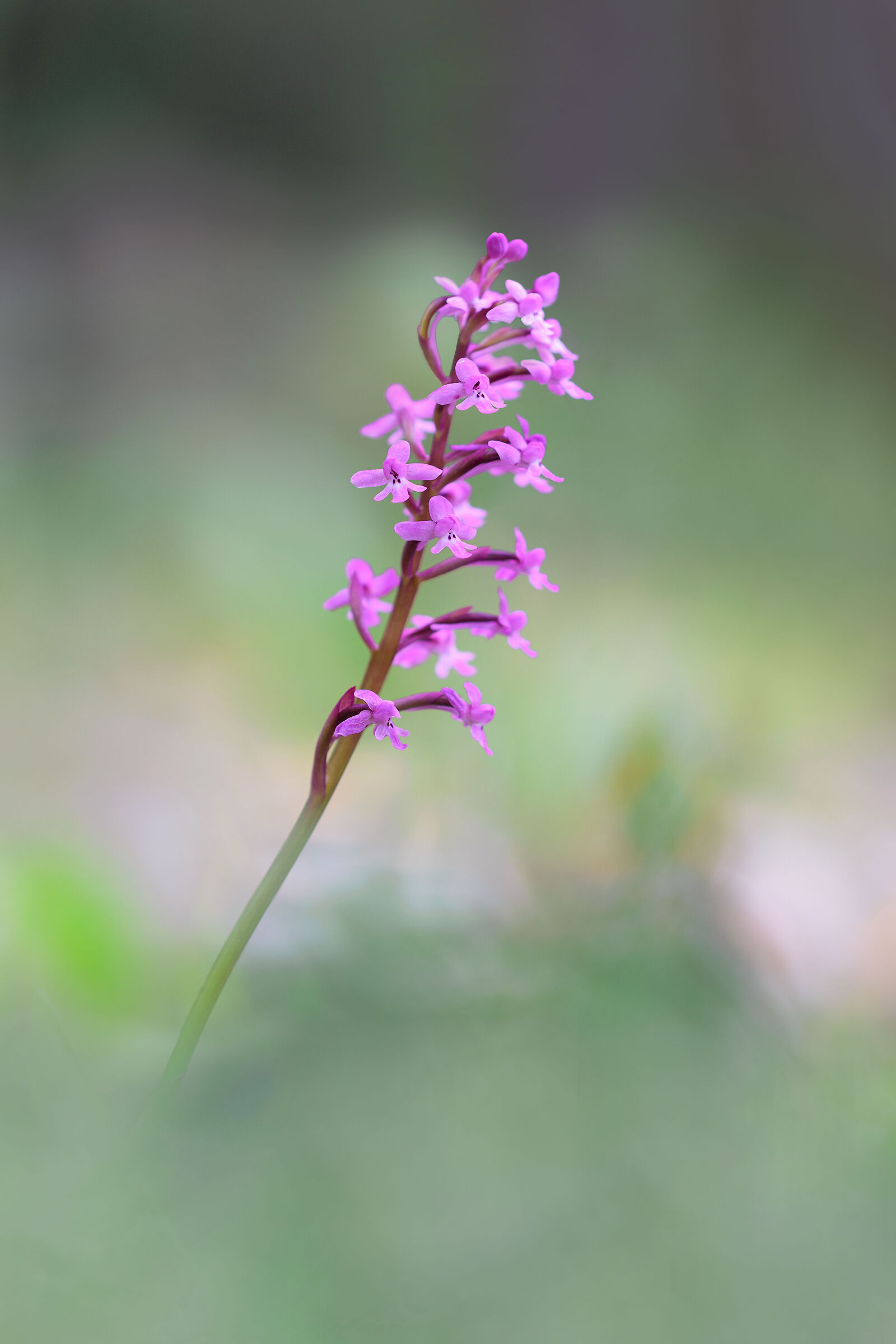 Orchis brancifortii