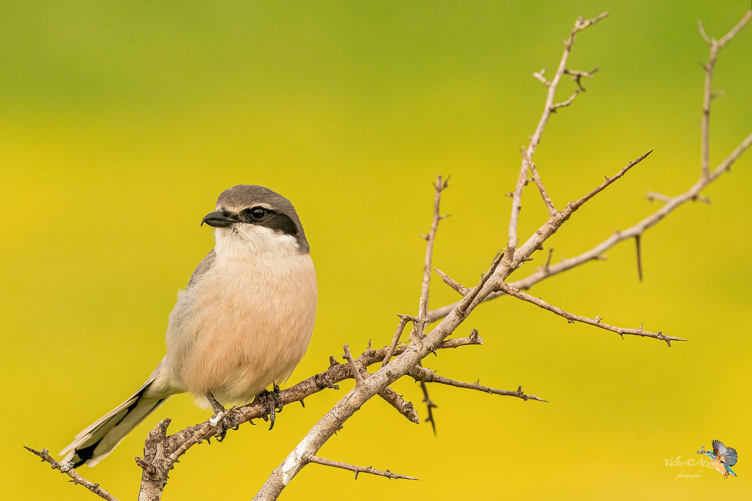 Averla Maggiore - Lanius Excubitor
