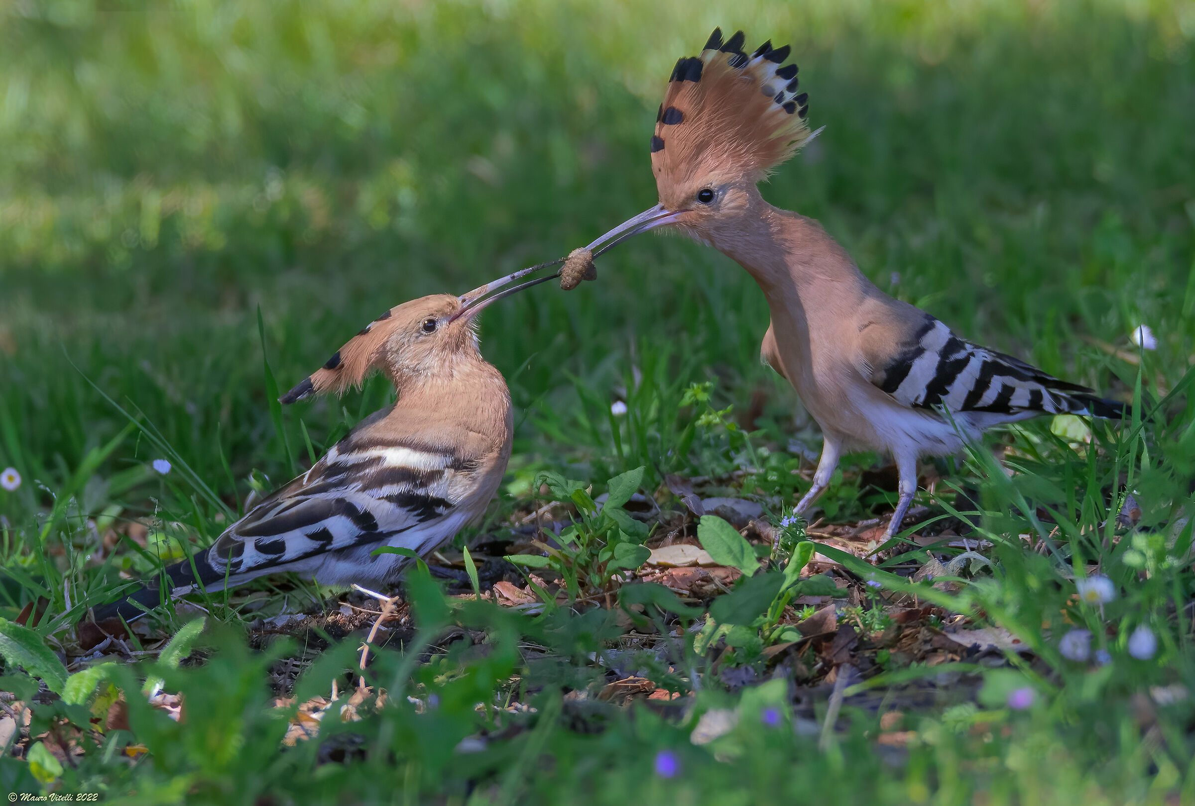 Hoopoe (Hoopoe epops) the gift of love