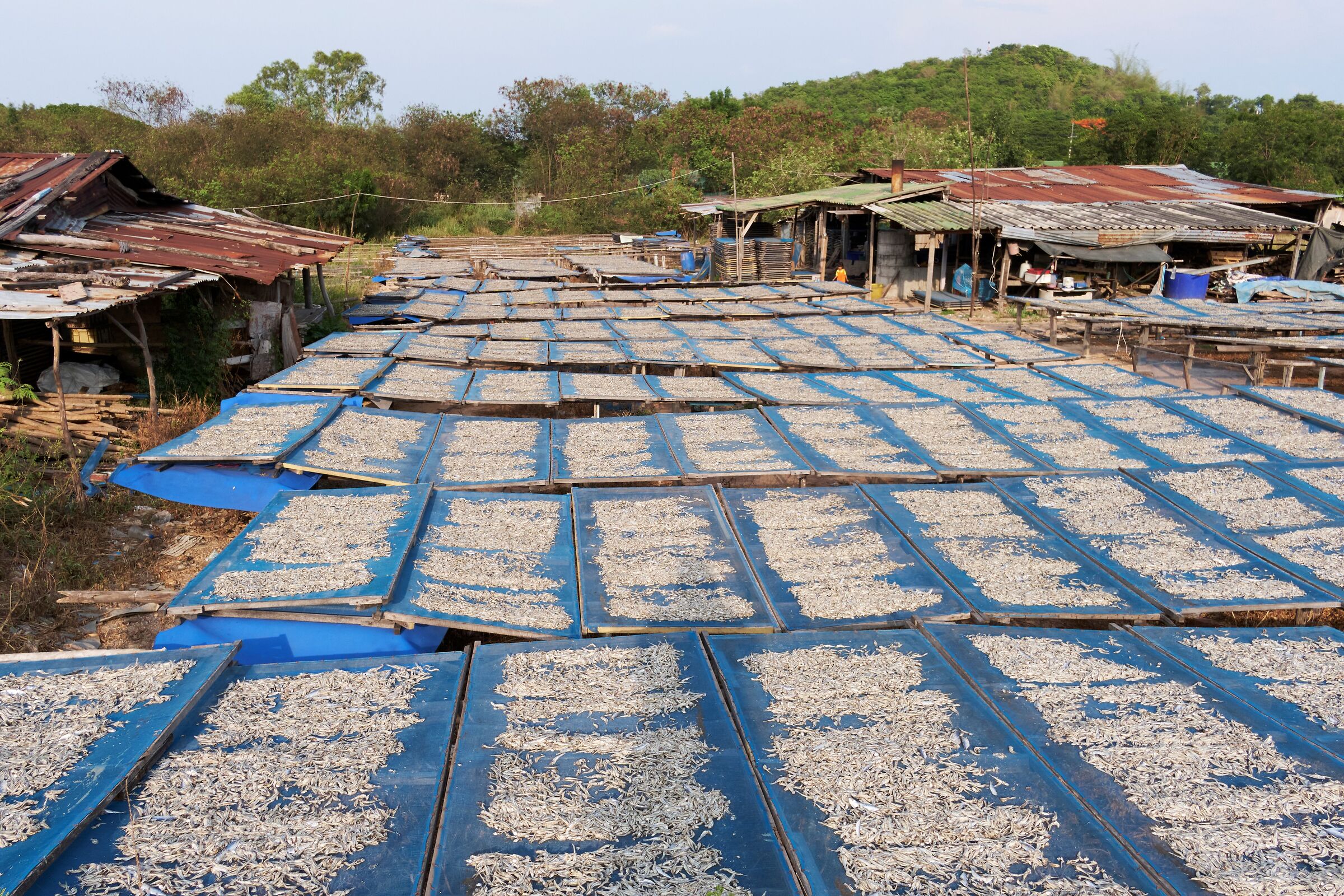 Expanse of anchovies to dry