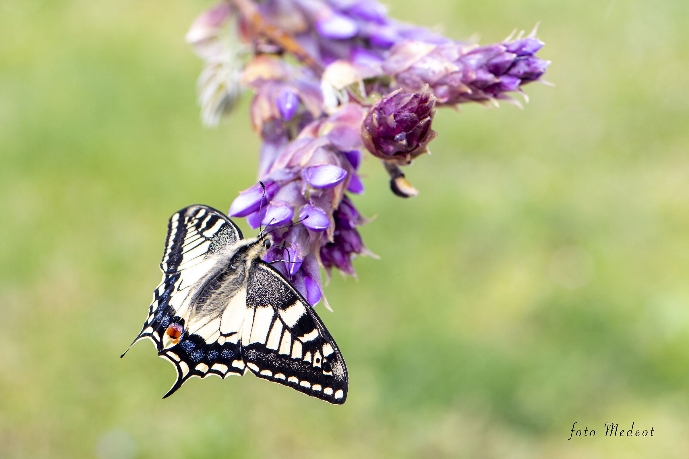 La farfalla sul glicine