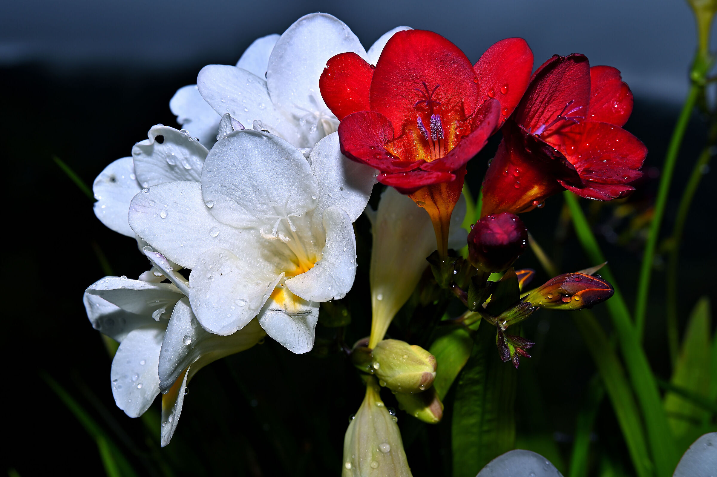 ... freesias of my garden