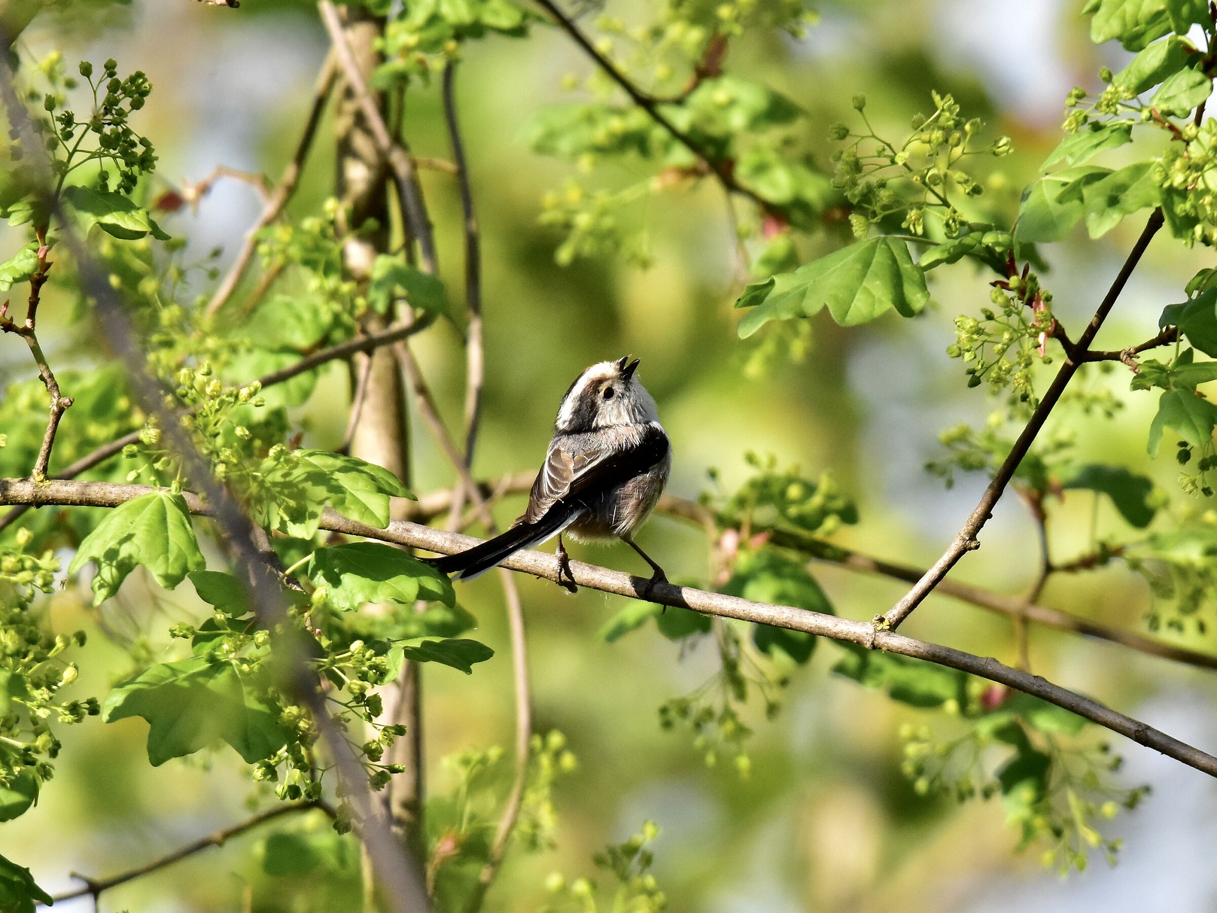 Lasciatemi cantare!!!