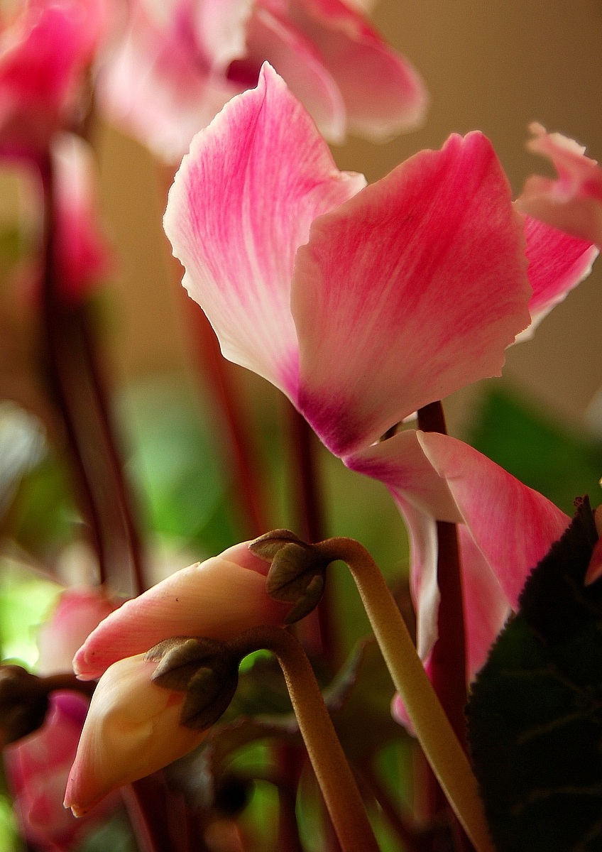 Cyclamen potted