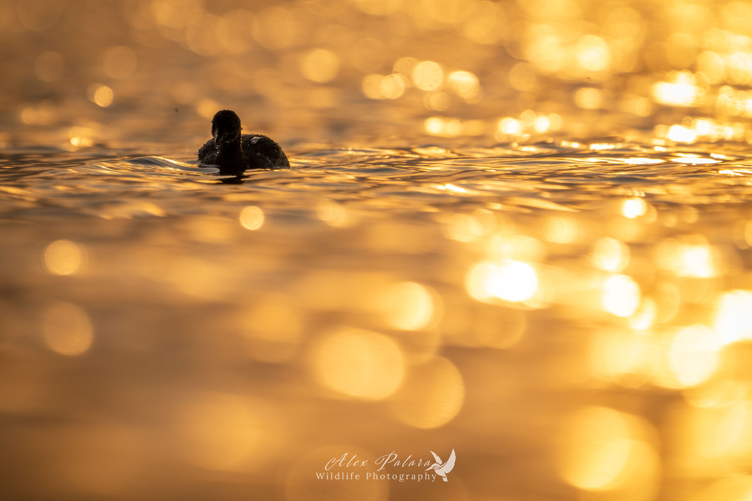 Tuffetto al tramonto
