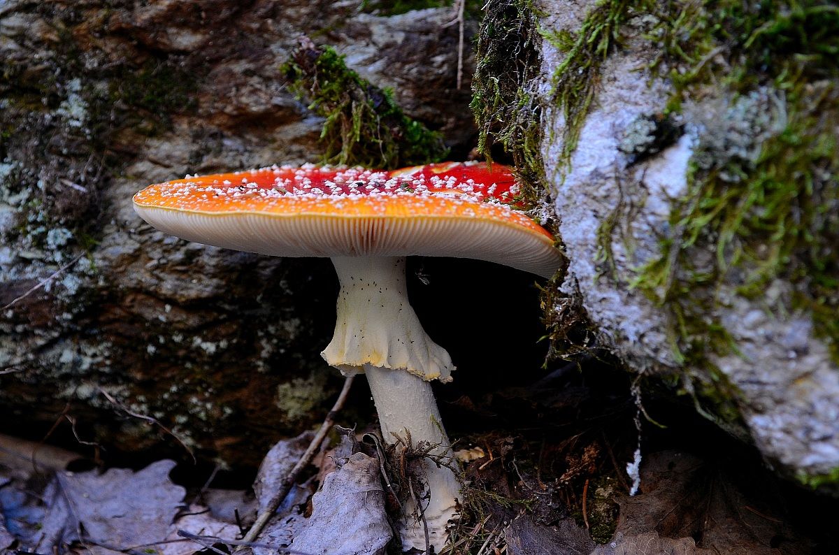 Muscaria