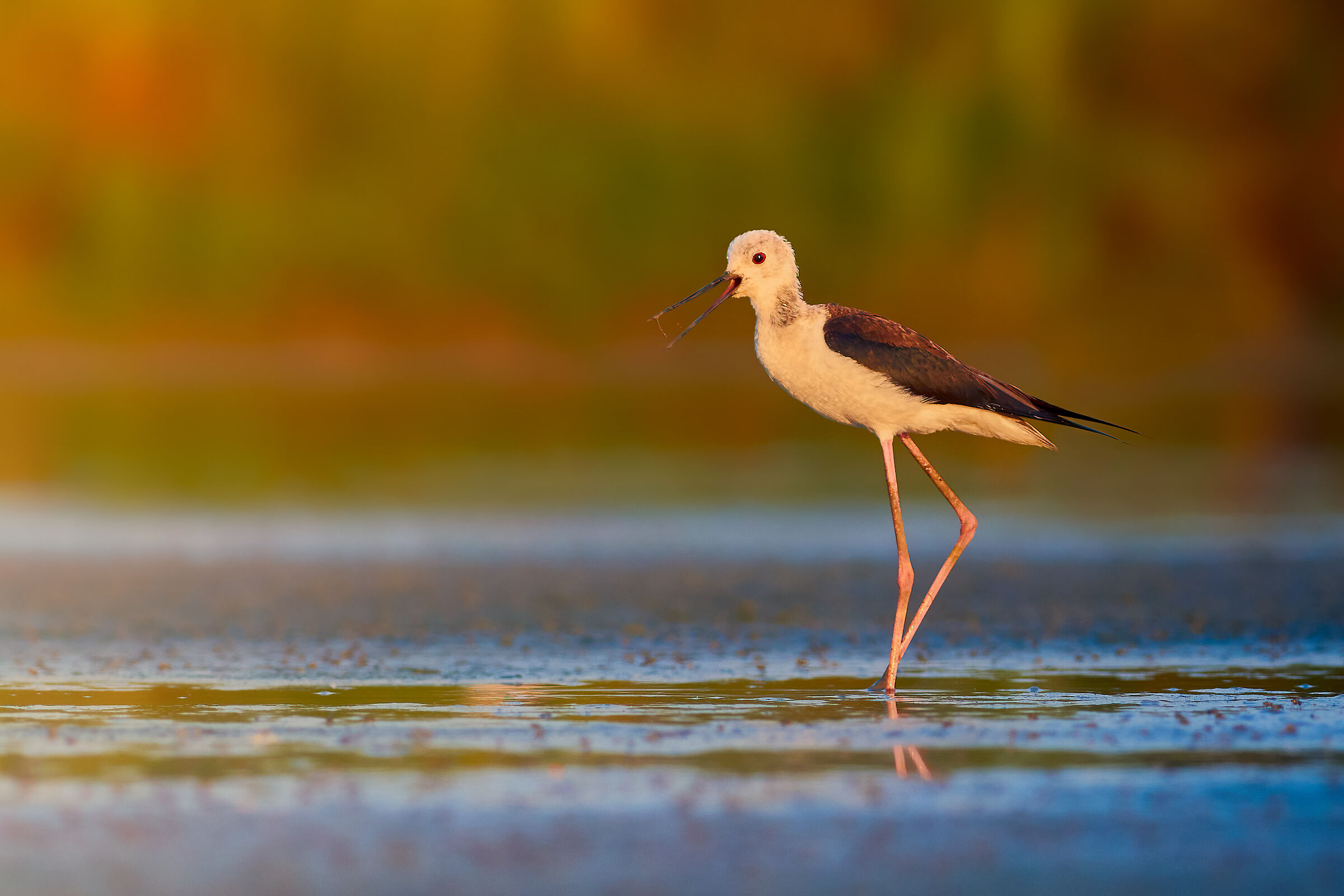 Cavaliere al tramonto