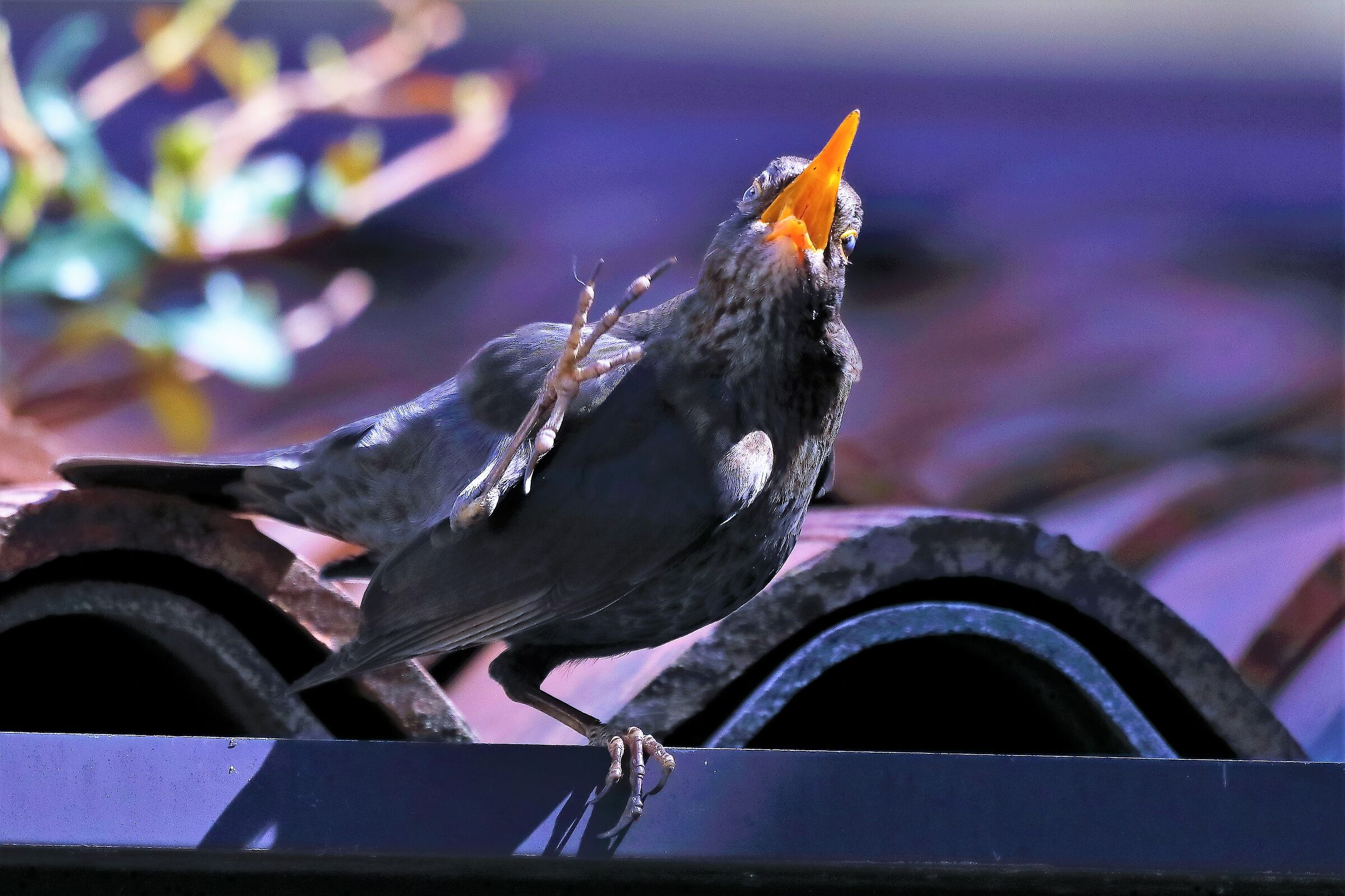 blackbird 12-04-2022