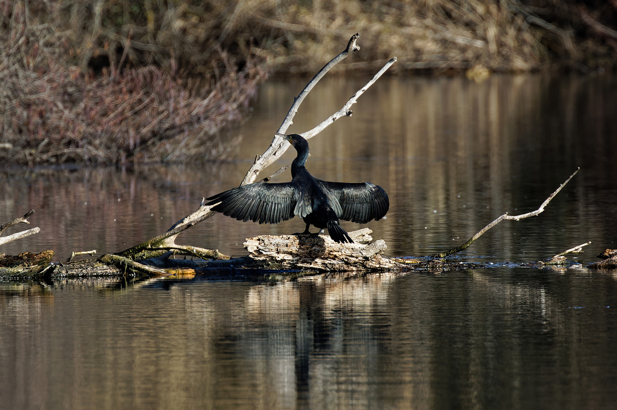 Cormorano