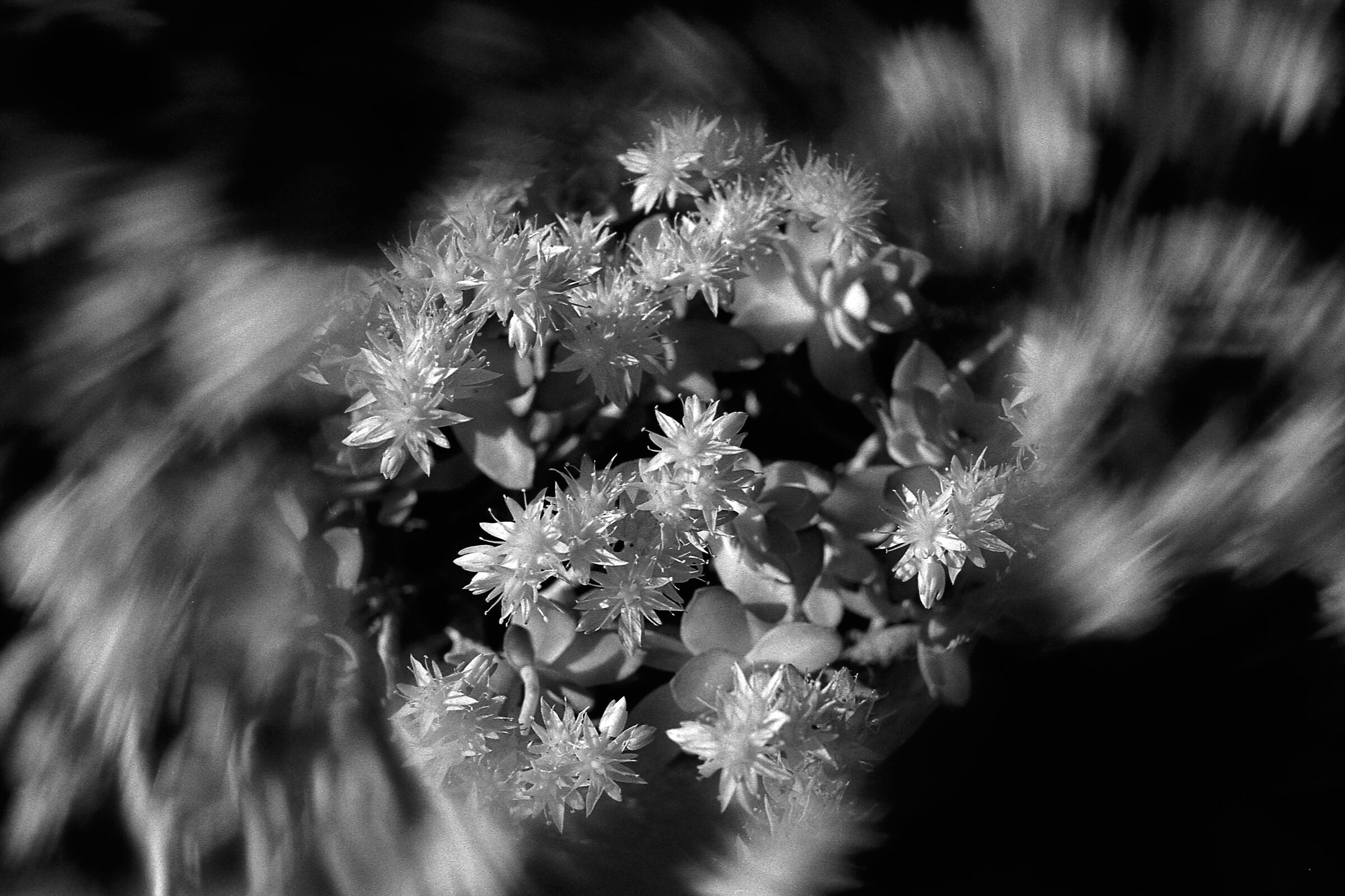 Succulent plant with "Cyclone" filter