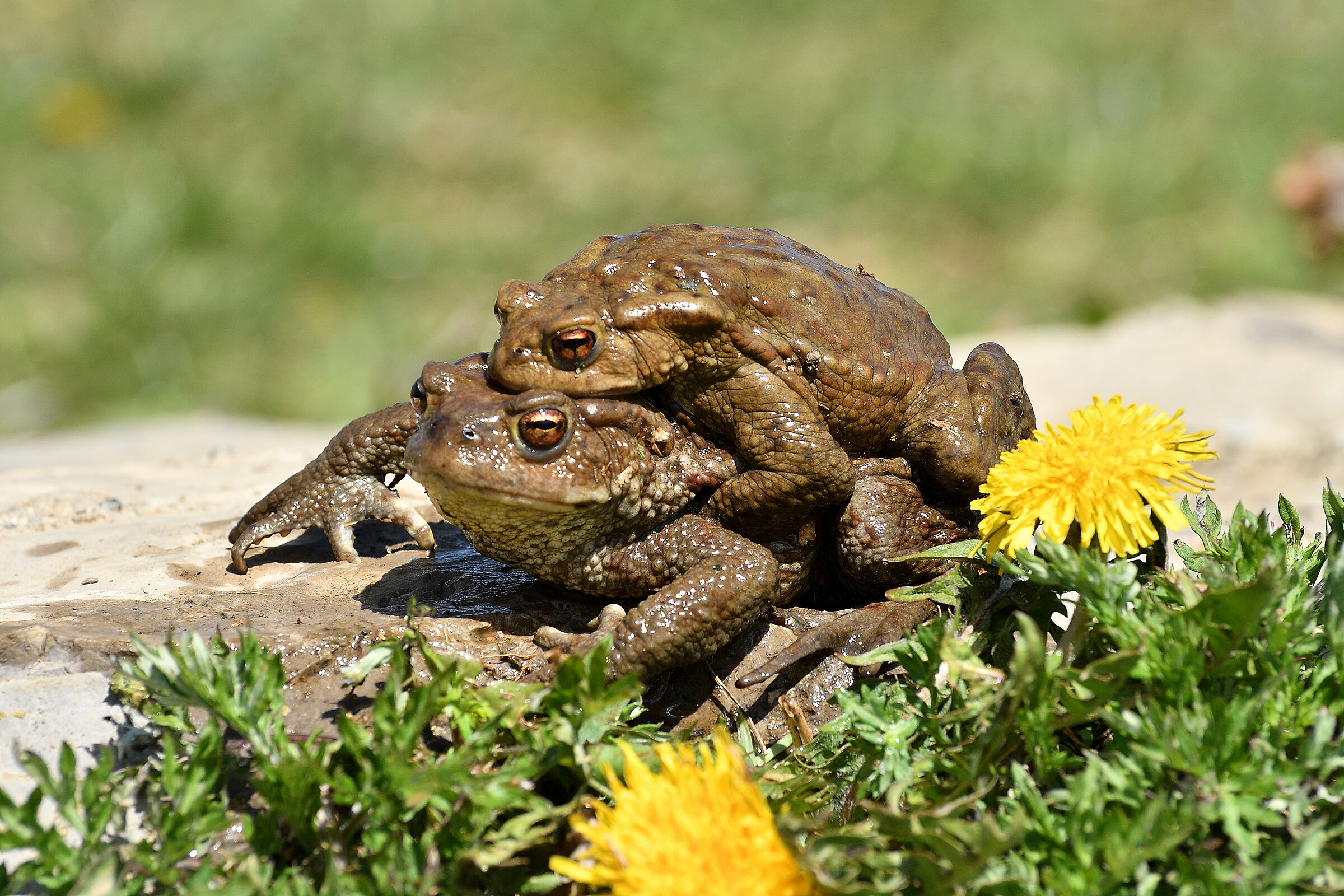 Common toad mating..