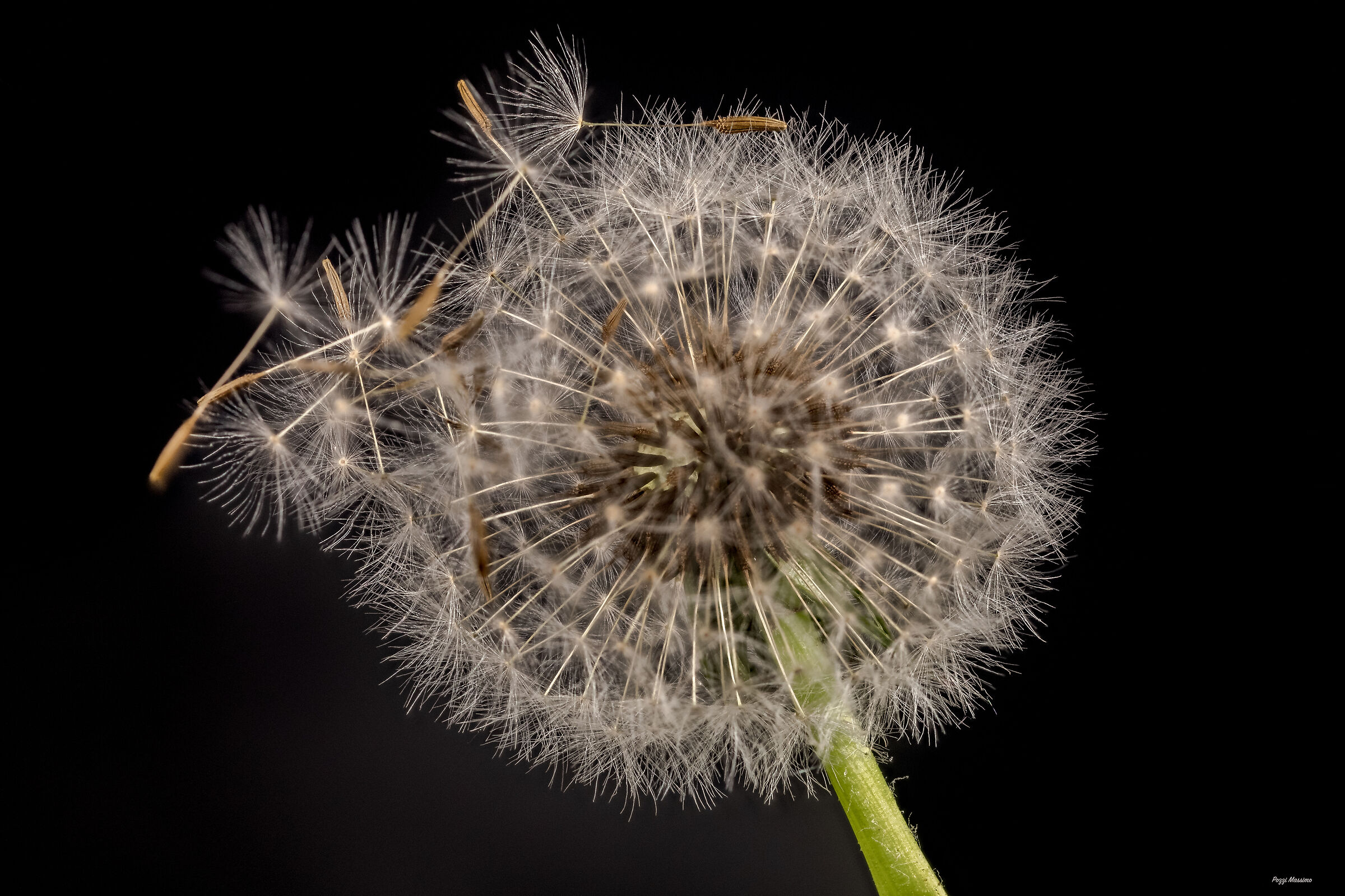 dandelion