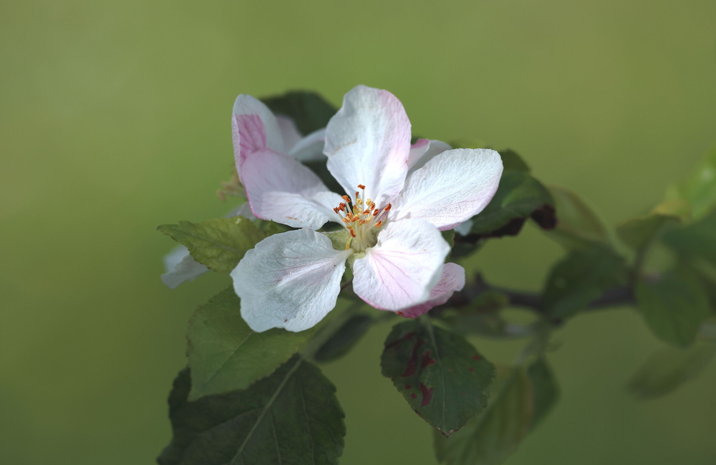 Apple blossom
