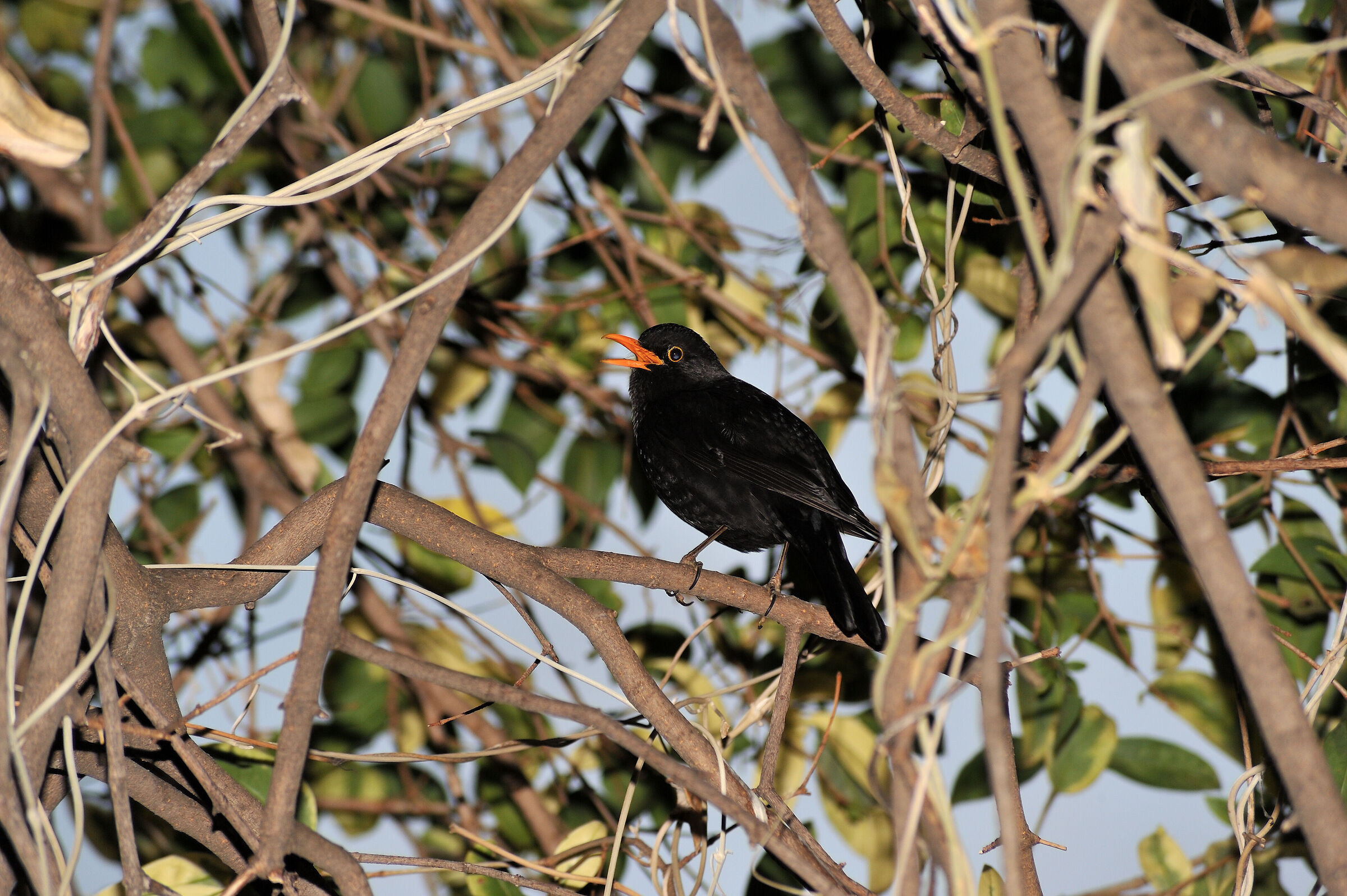 In canto all'imbrunire...