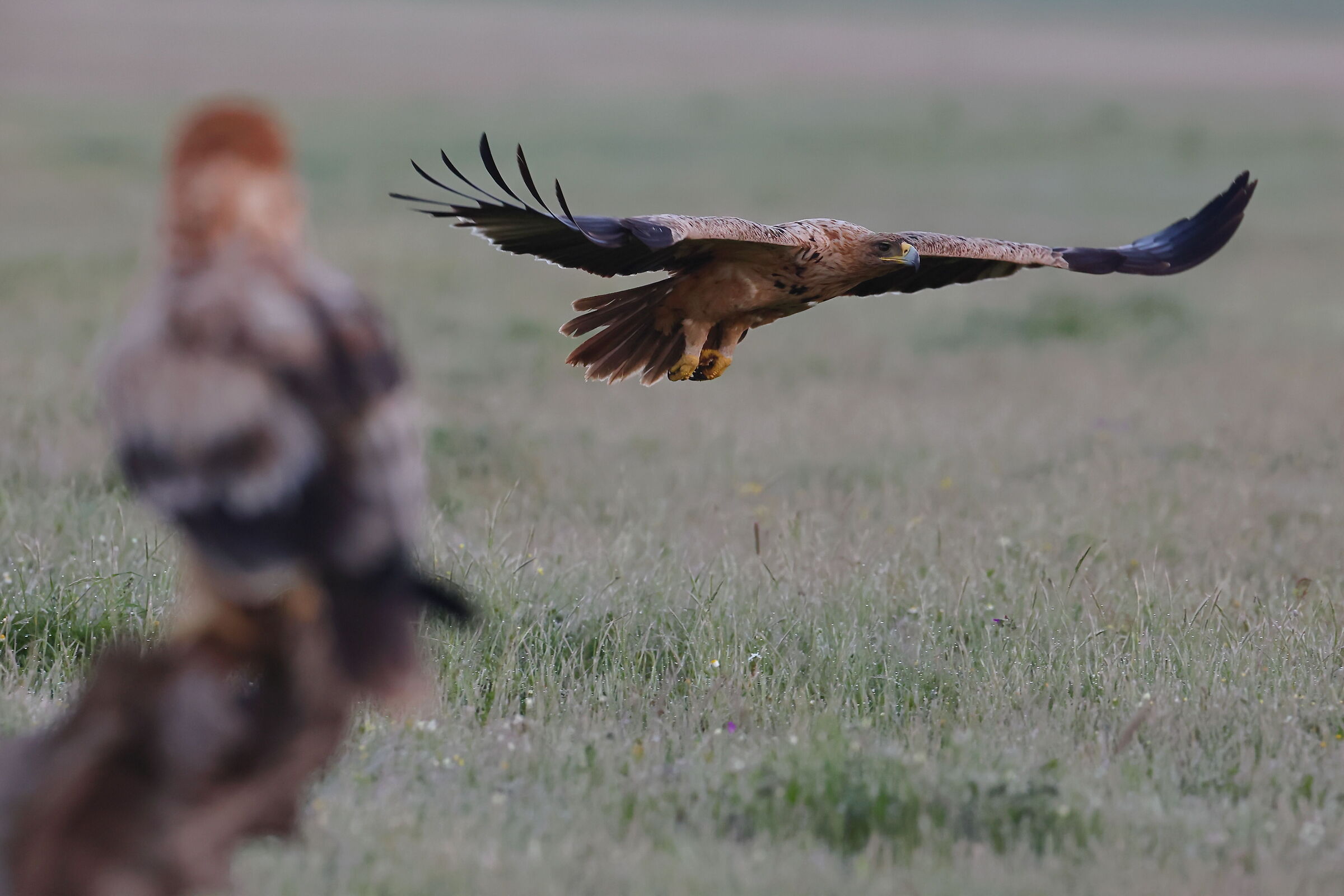 Aquil Imperiale giovane