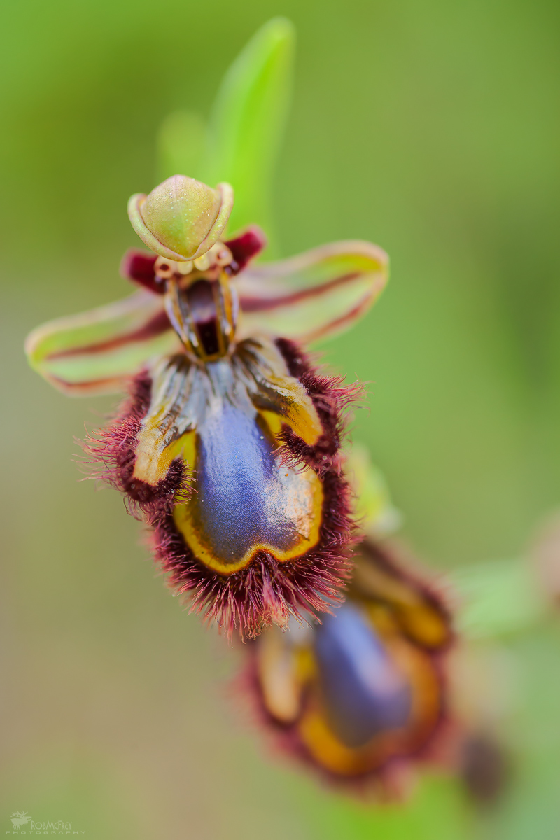 Ophrys speculum