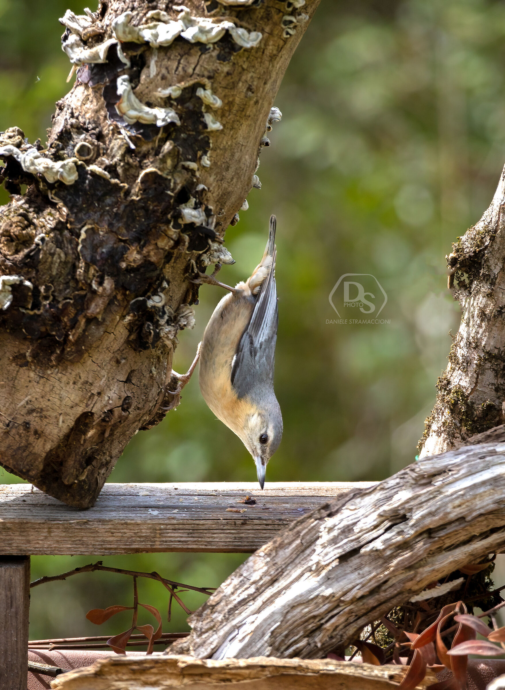 Wood nuthatch