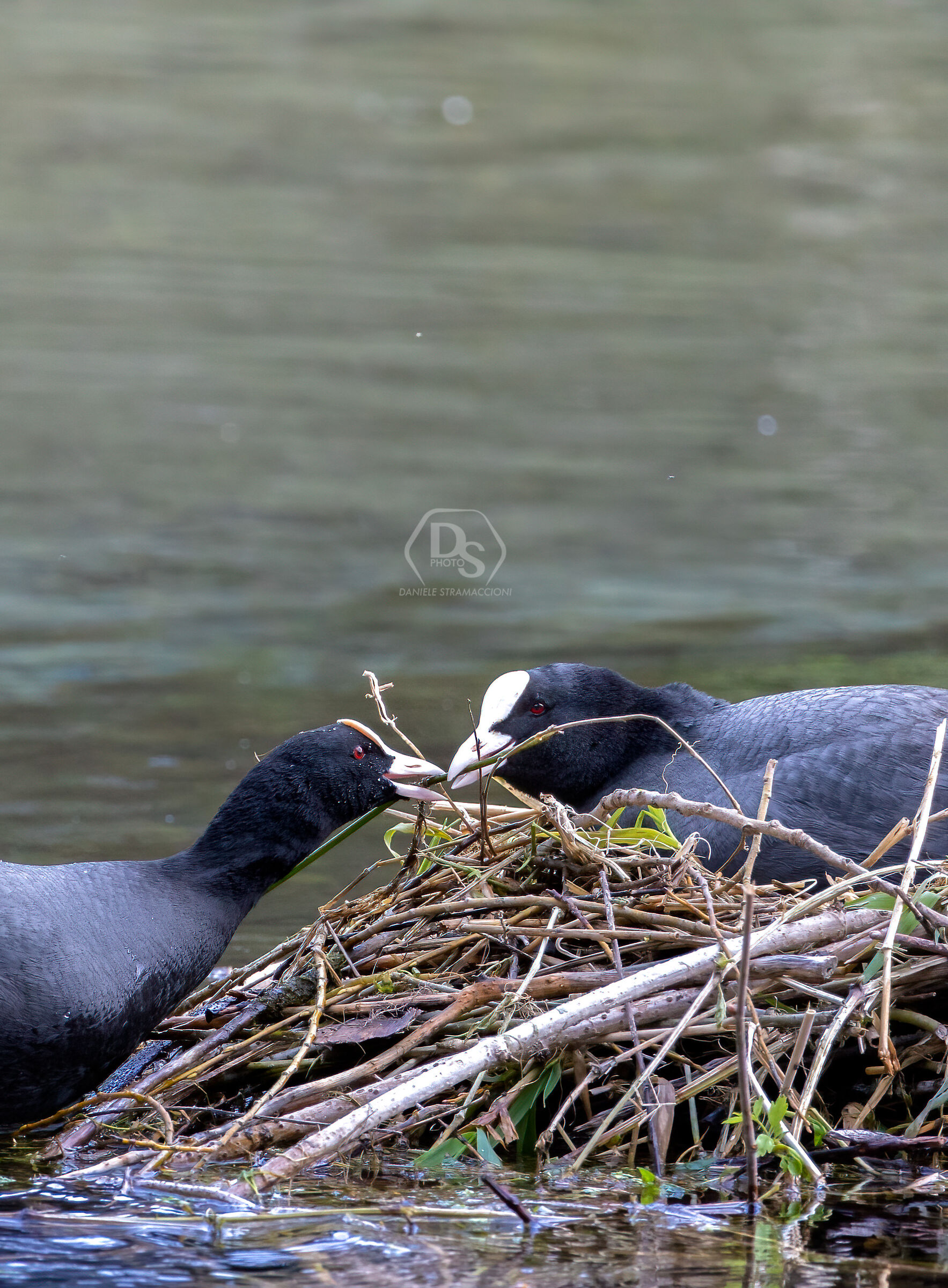 Coot