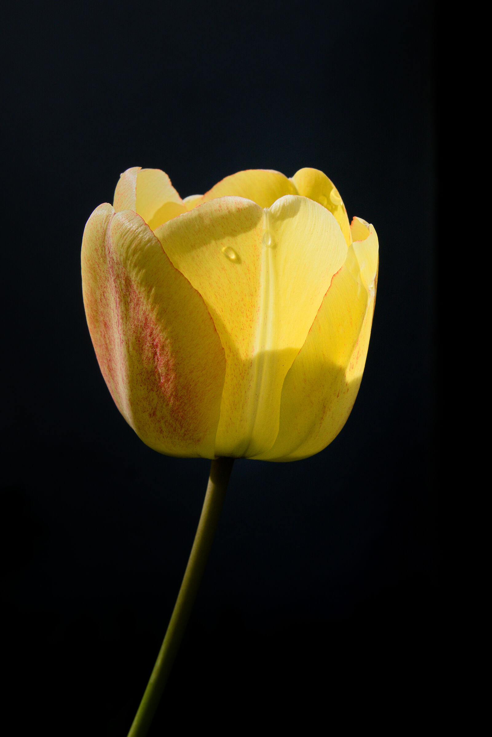 Tulip