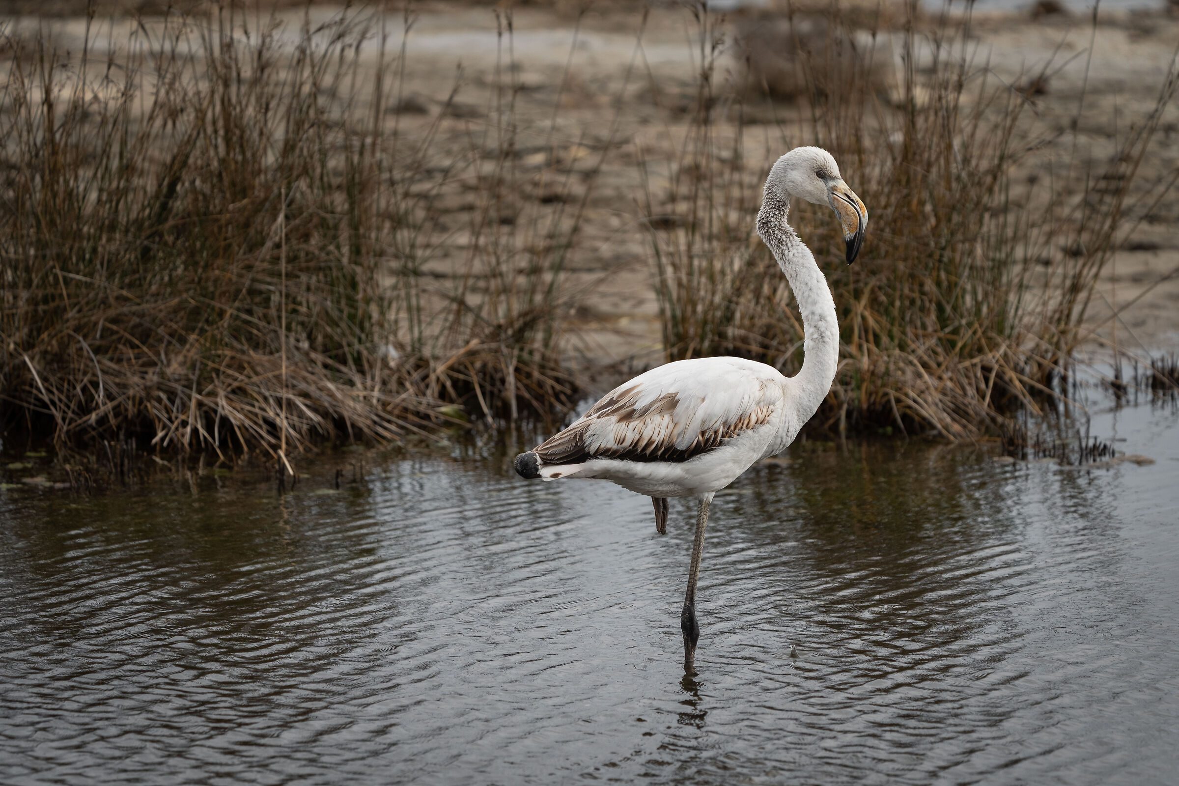 Young Flamingo (Valle Cavanata - Friuli)