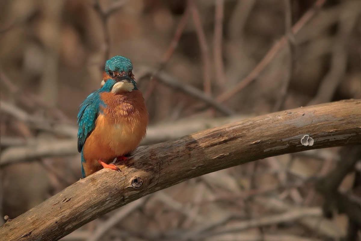 Wet Alcedo