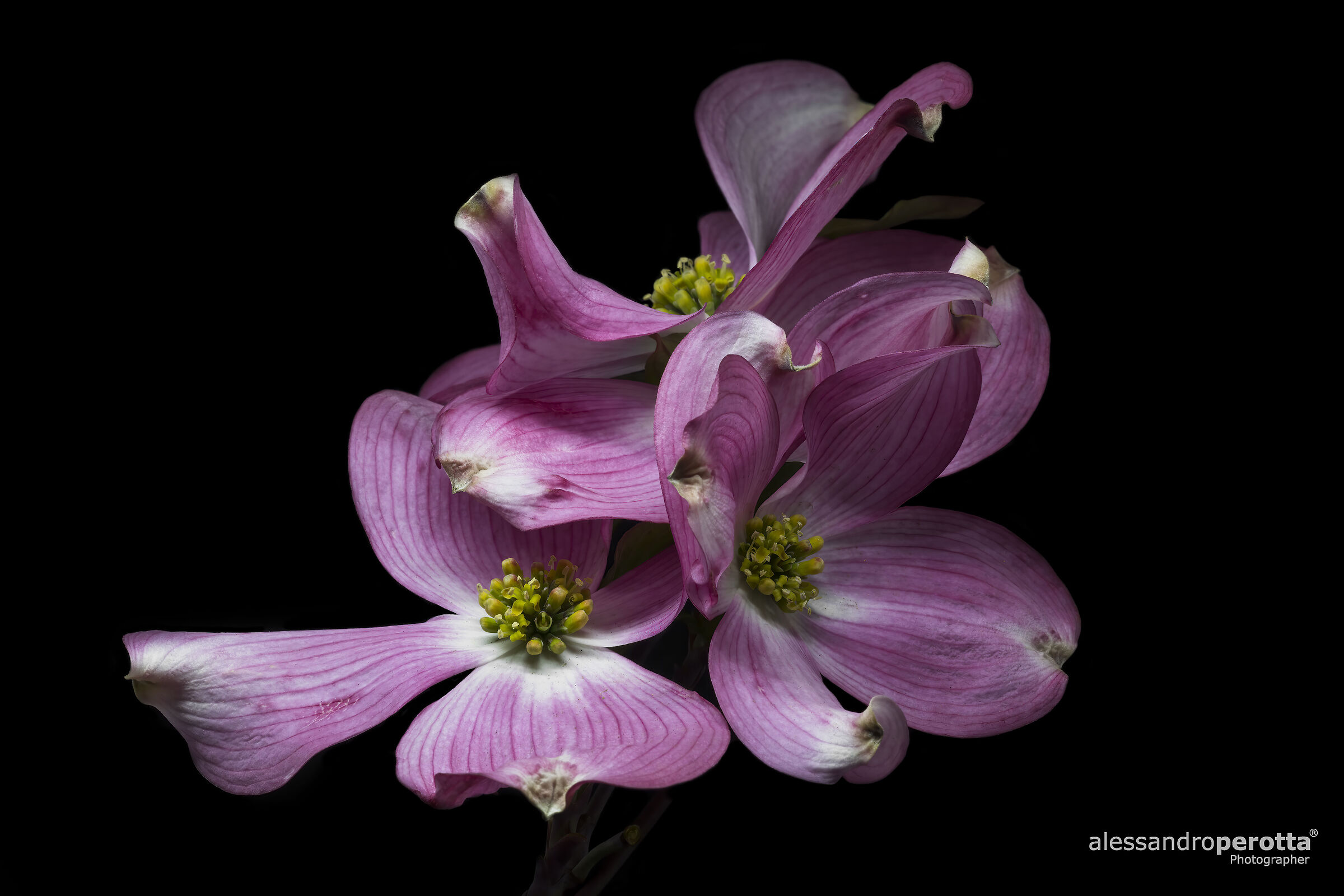 Cornus Florida Rubra