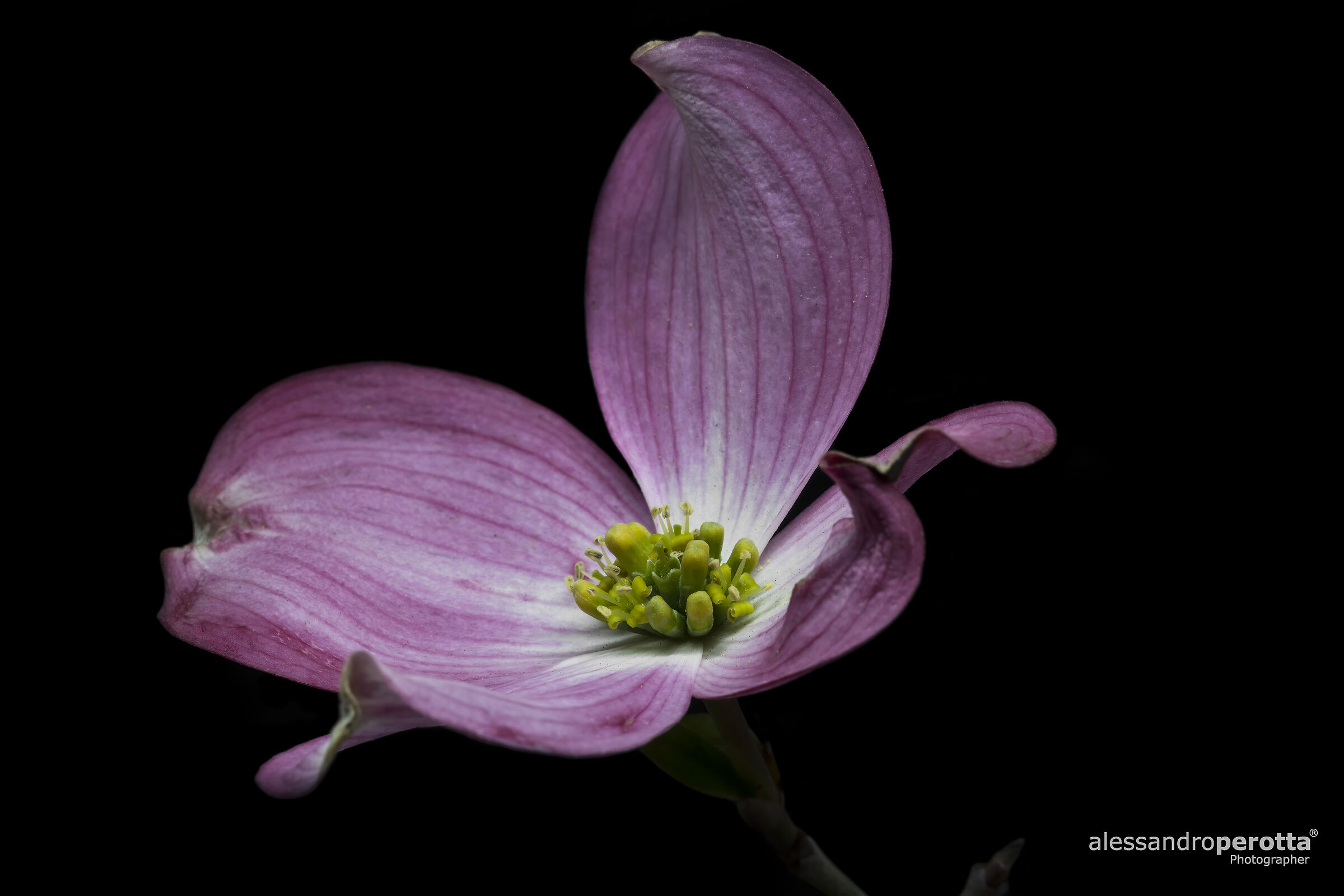 Cornus Florida Rubra