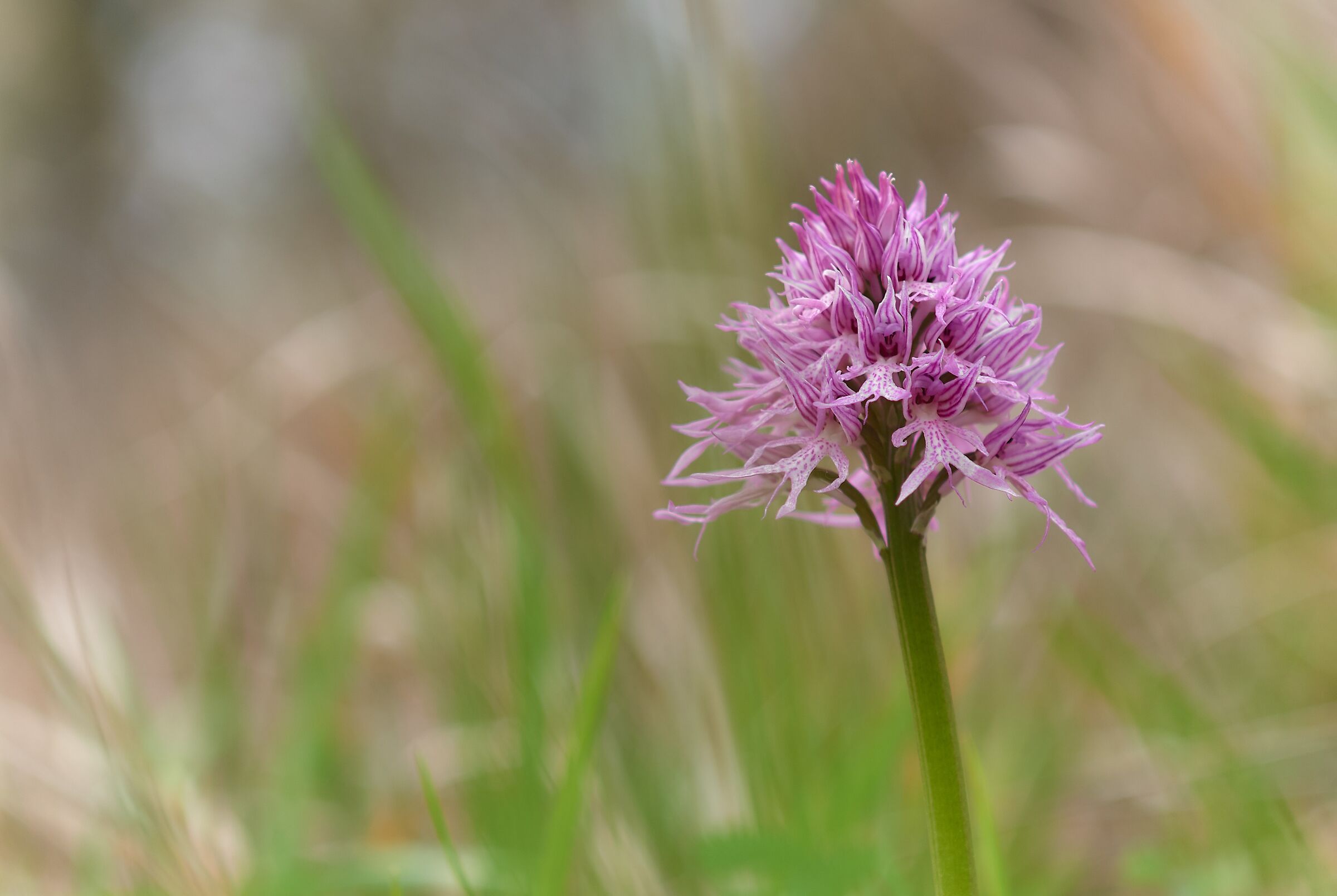 Orchis italica
