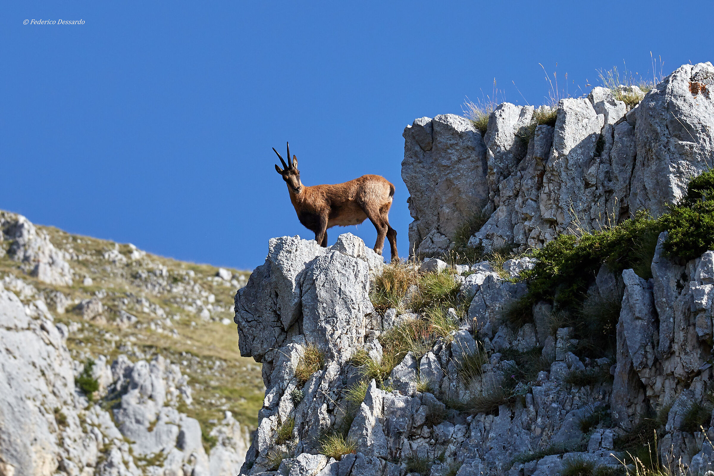 Rupicapra pyrenaica ornata