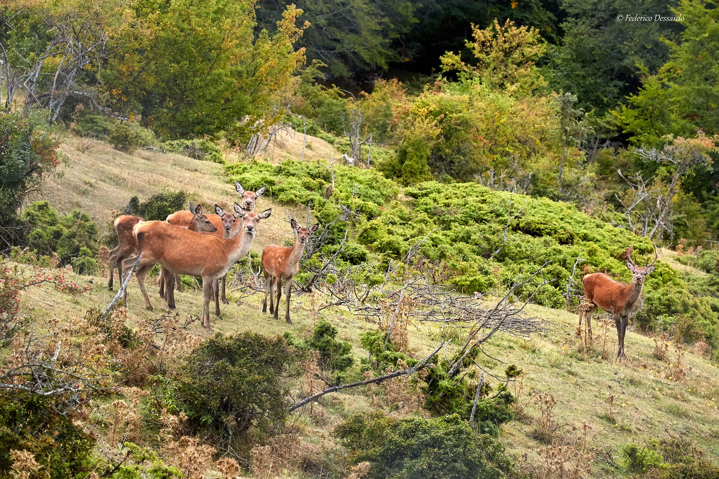 Oasi del cervo di Gamberale-Val di Terra