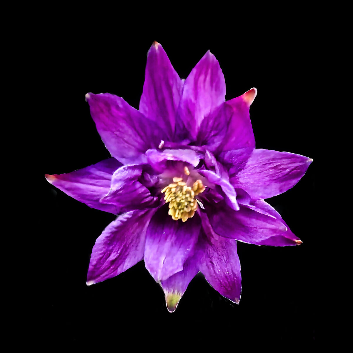 Aquilegia