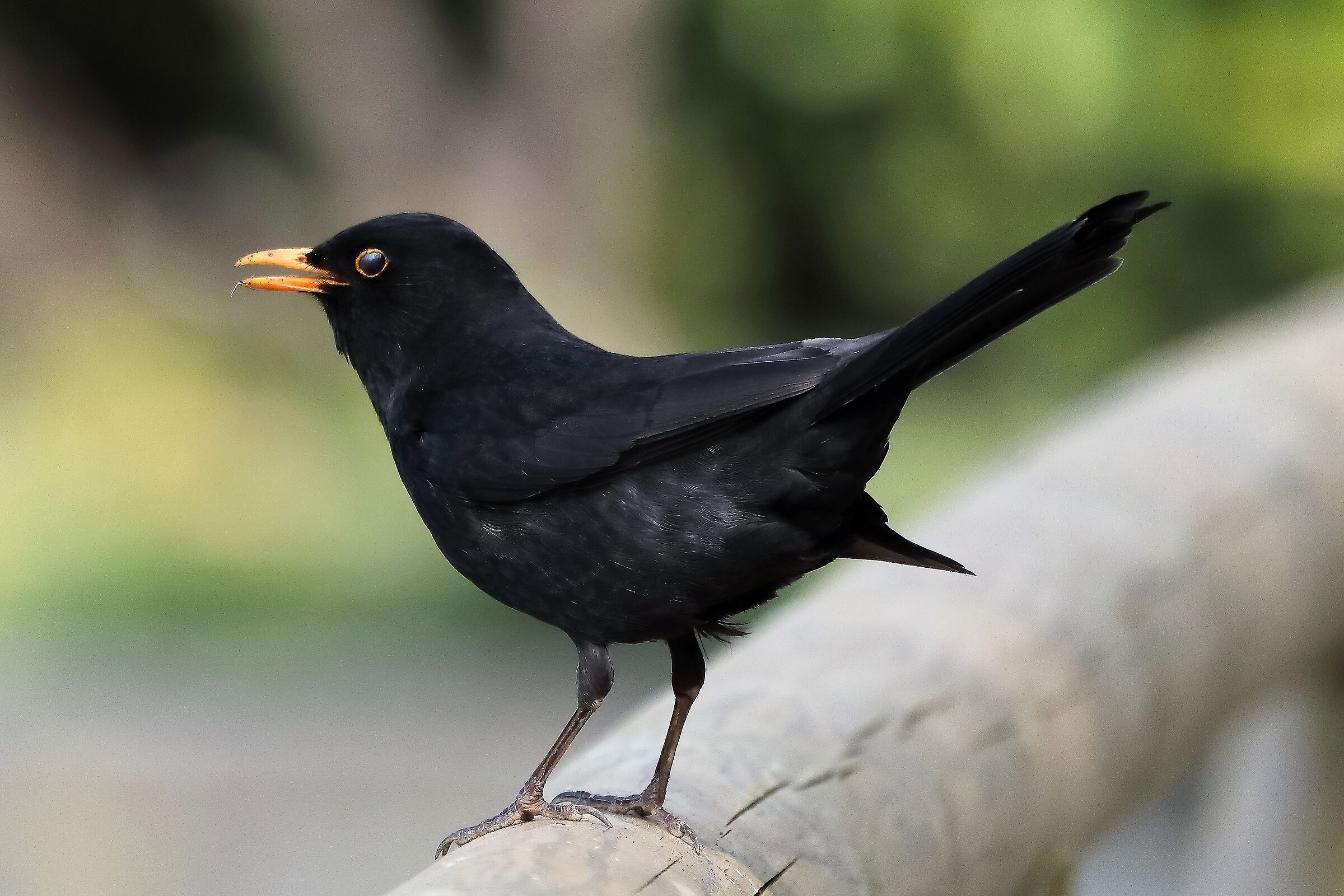 blackbird 06-04-2022