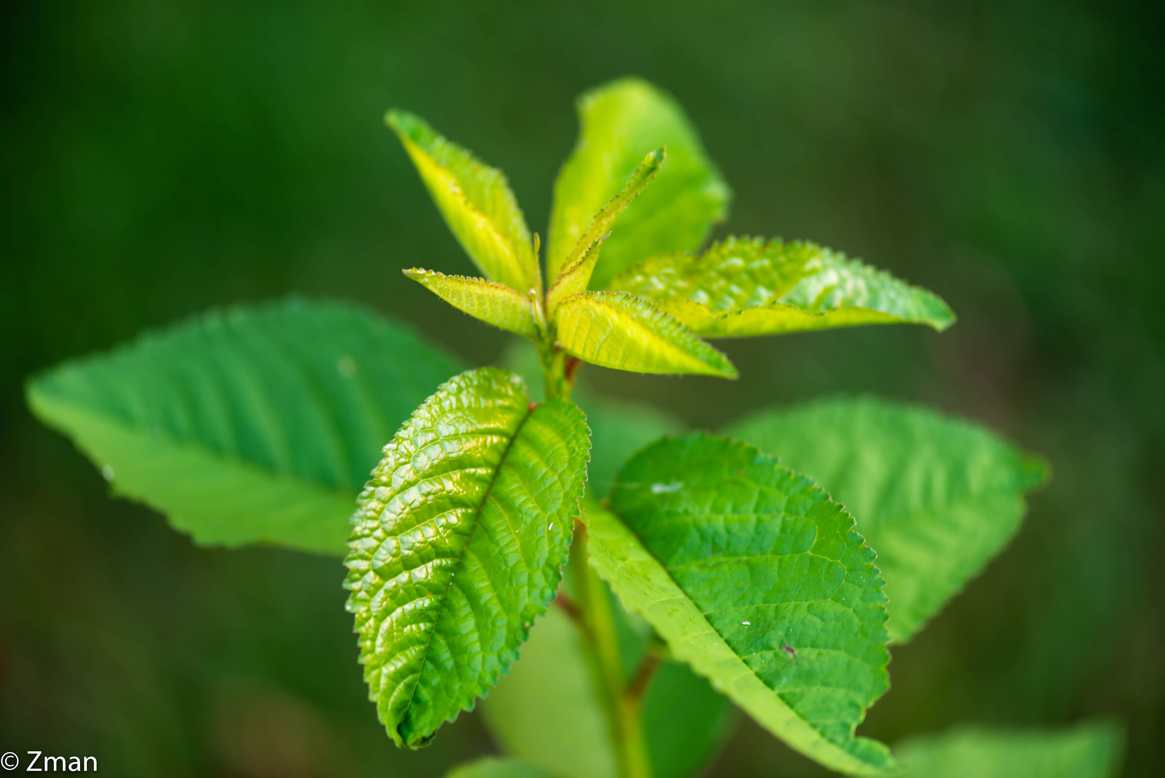 Foglie di menta