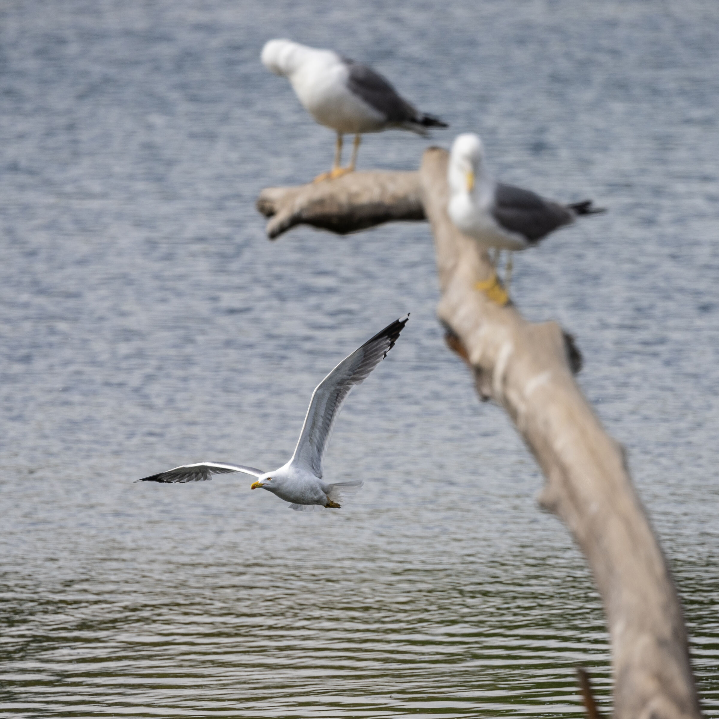Seagulls at Meisino
