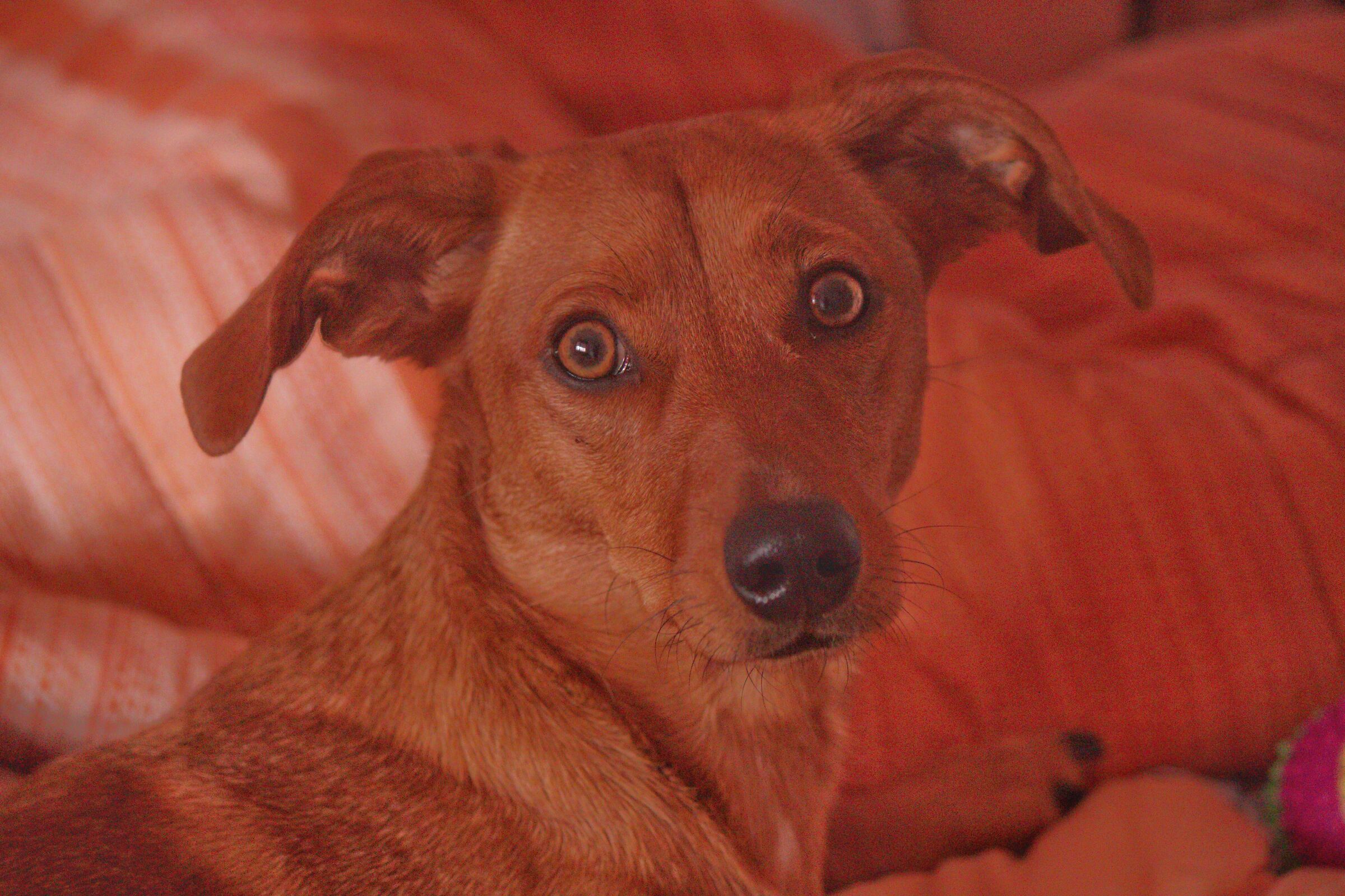 Chloe my sweet chloe
