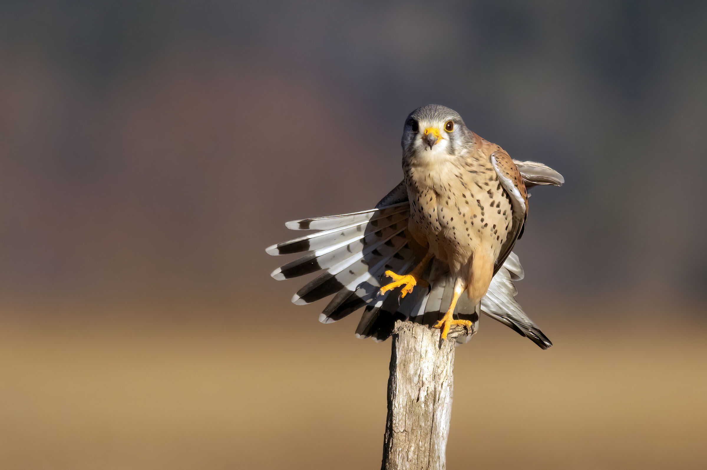 Male kestrel 08/22