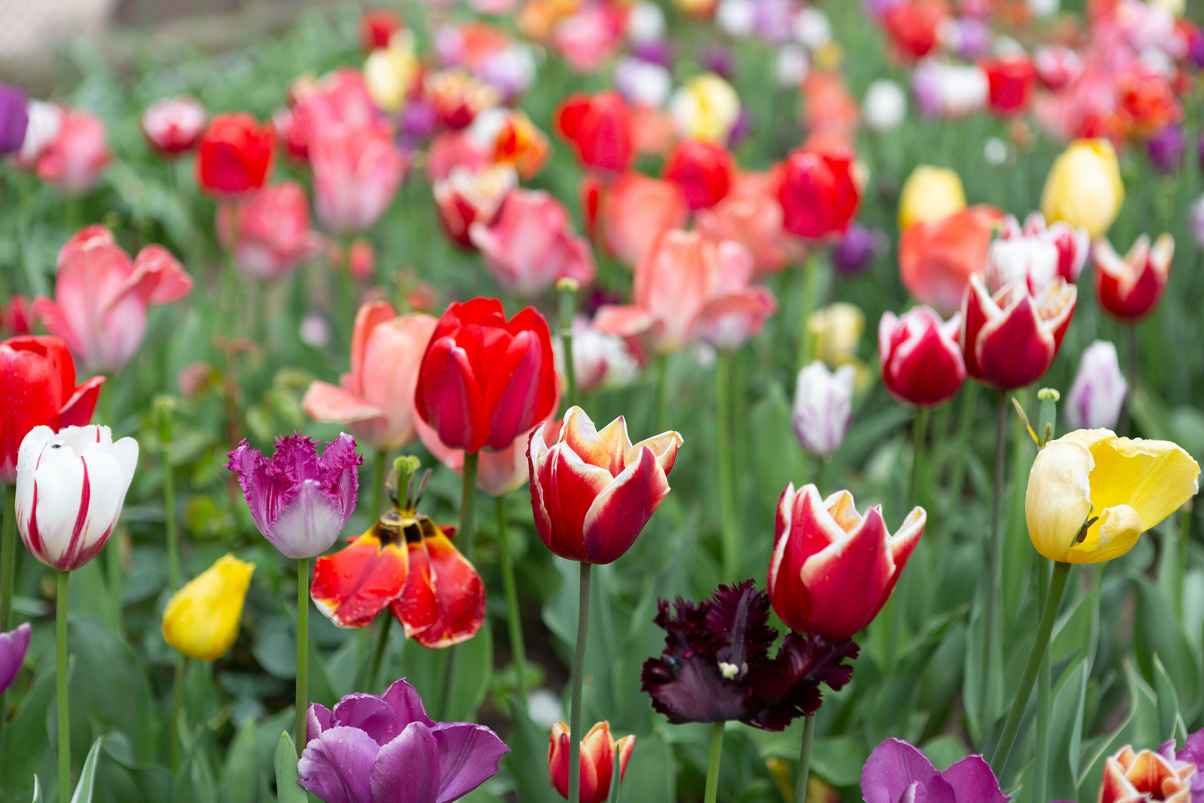 Yes, you can say it's spring....