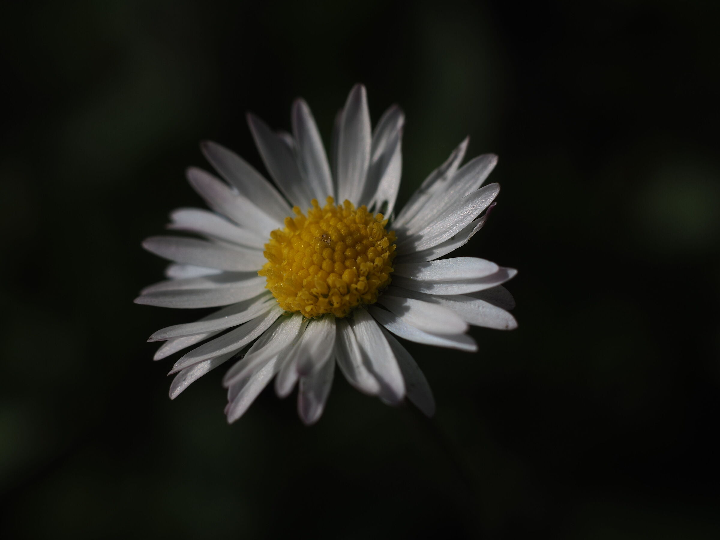 daisy