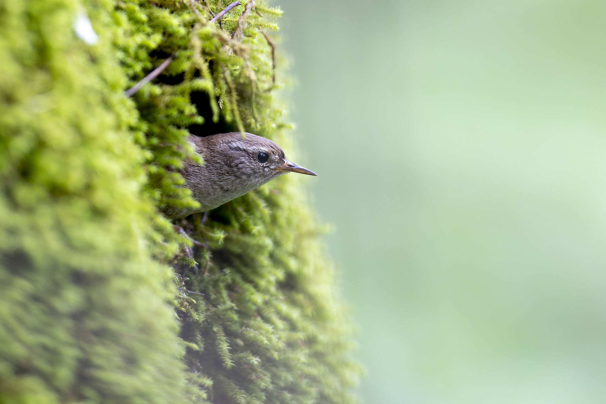 Troglodytes troglodytes