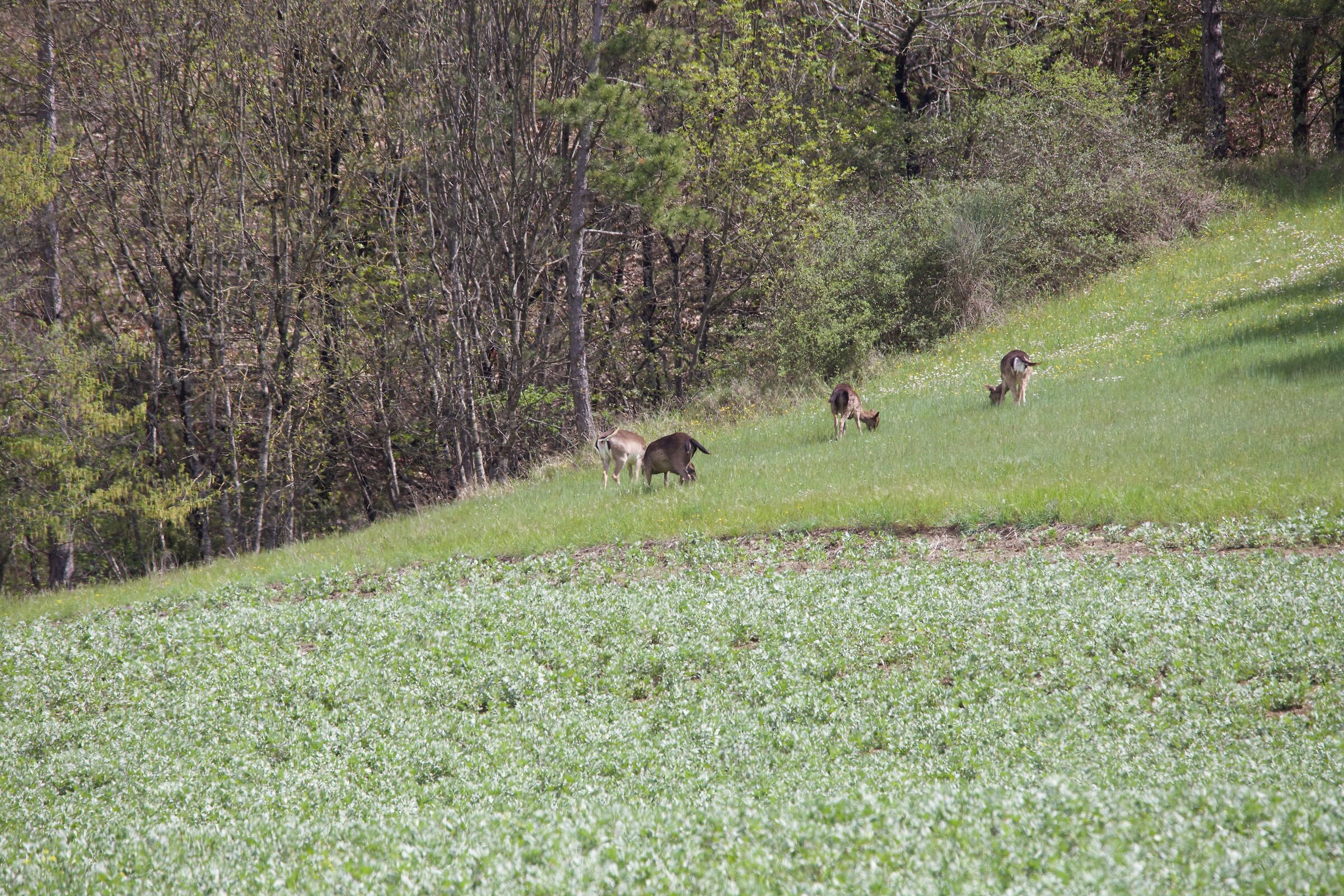 Fallow deer grazing