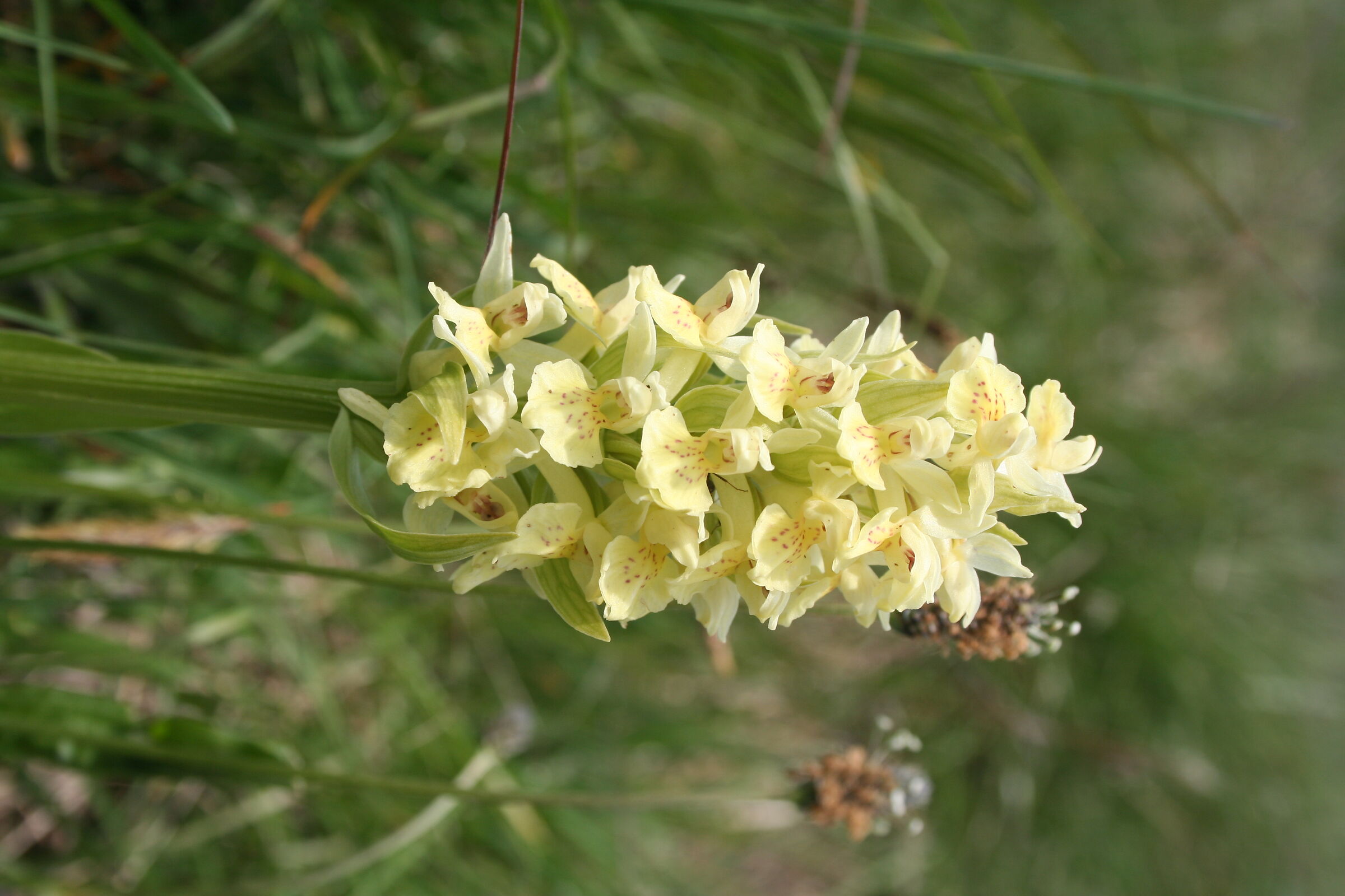 Dactylorhiza sambucina