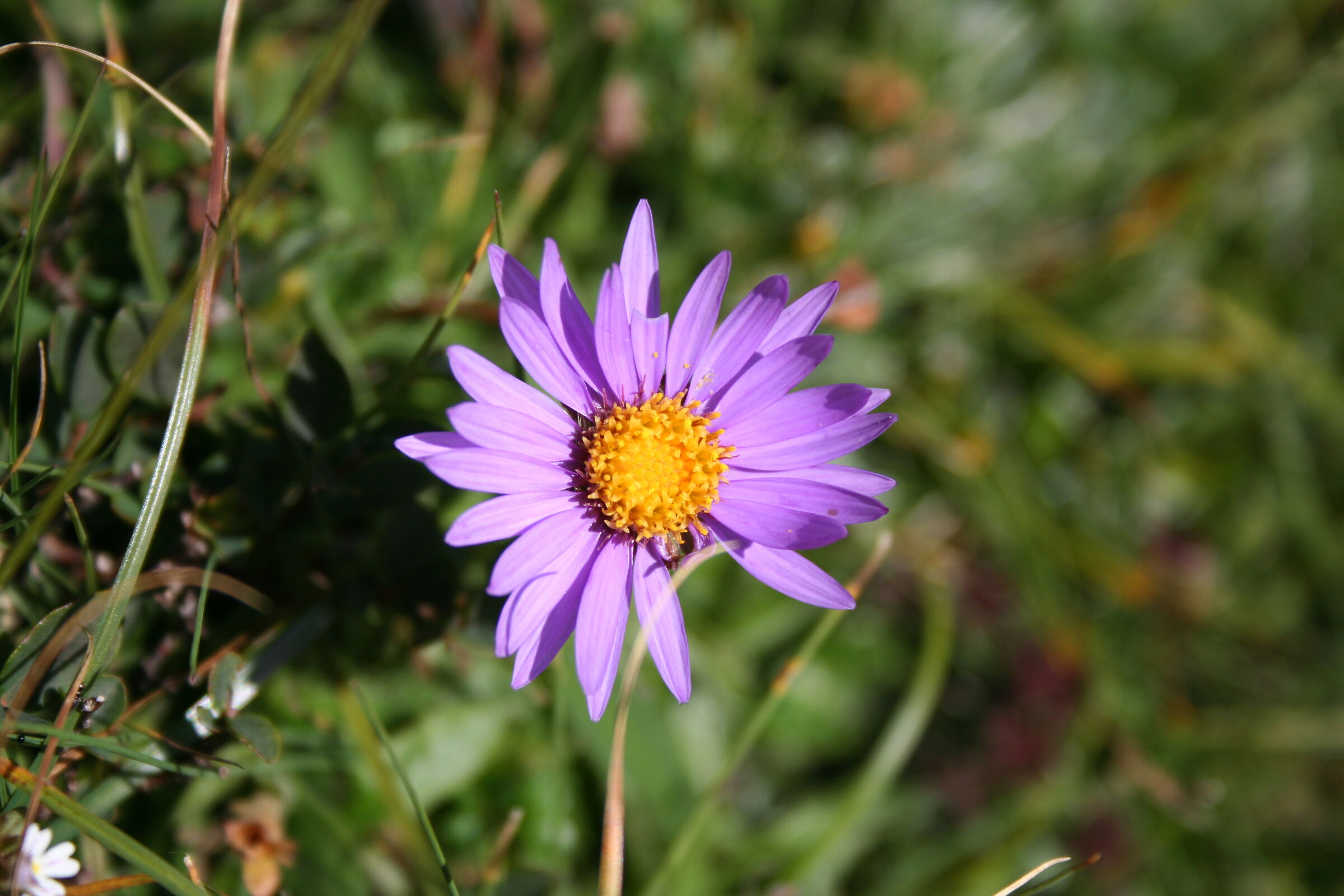 Star of the Alps